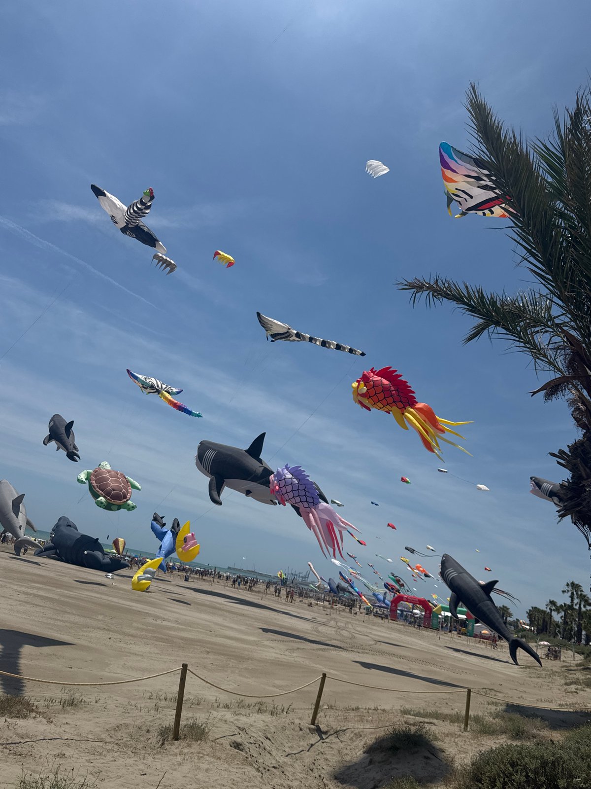 Vibrant kite festival draws crowds to Spanish beach