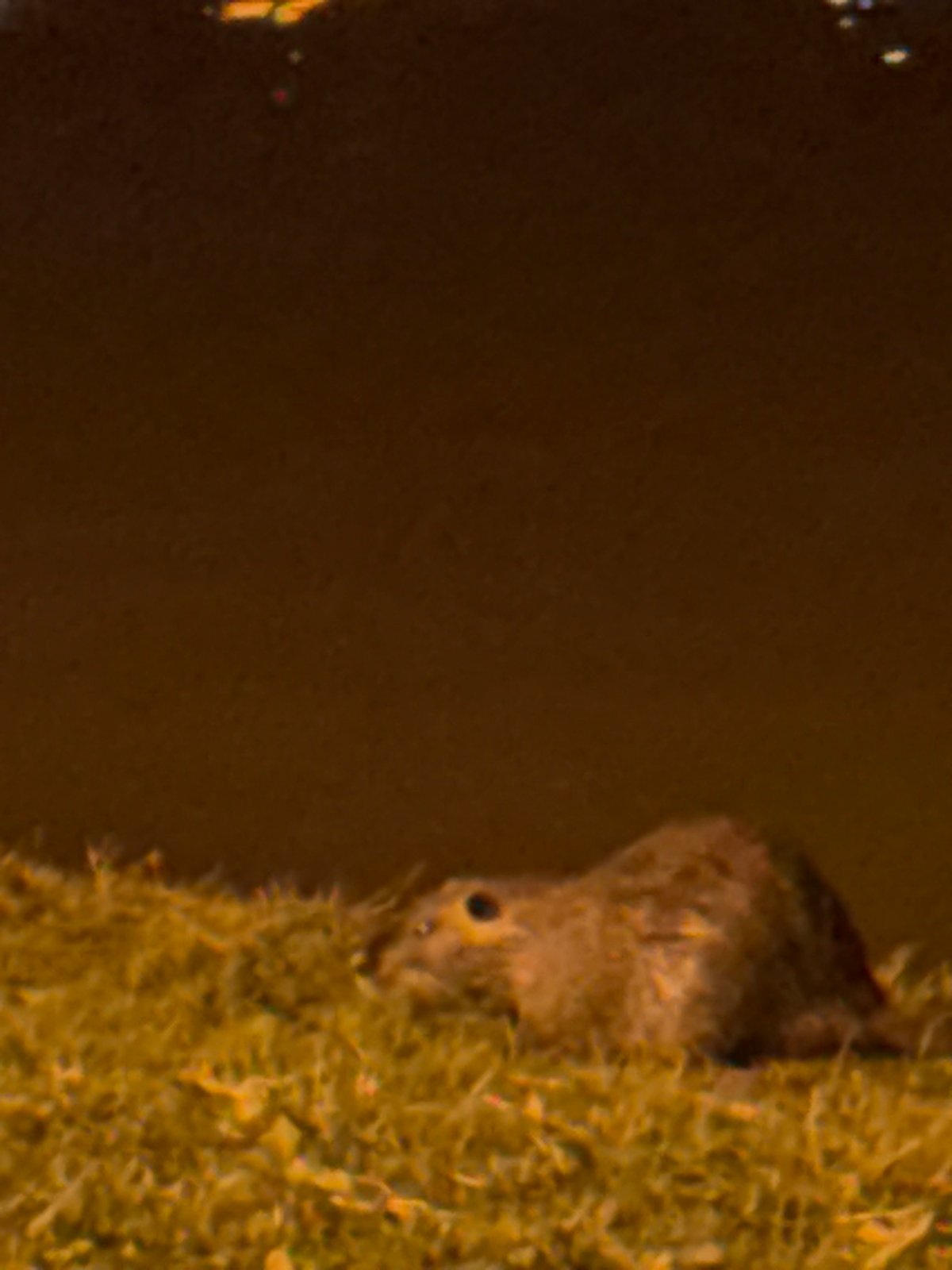 Evening wildlife and pedestrian activity observed in Stara Zagora