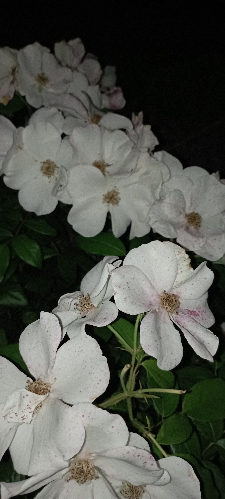 Nighttime close-ups of roses and orchid in a Ukrainian garden