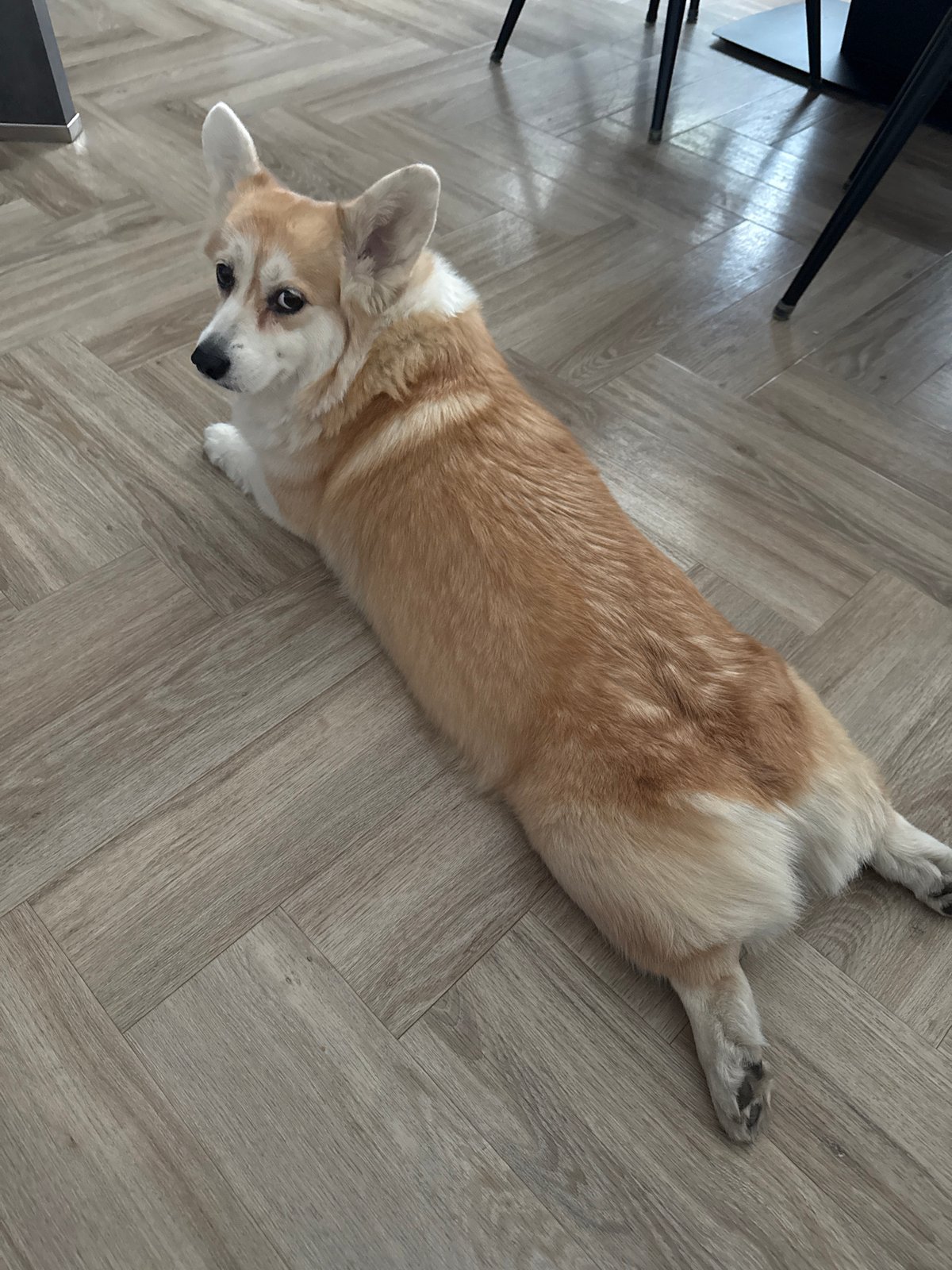 Quiet morning moments with corgi, cloudy skies in Krasnoyarsk