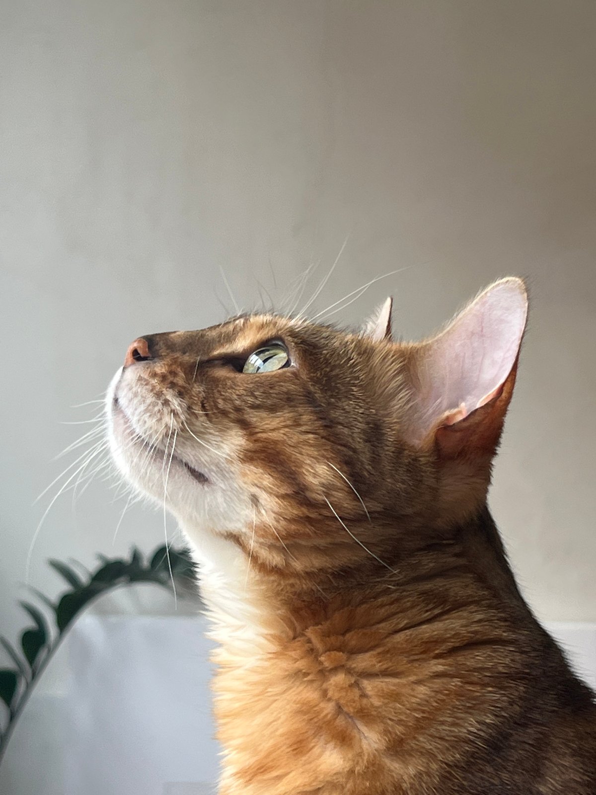 Close-up cat portraits from a Yekaterinburg home