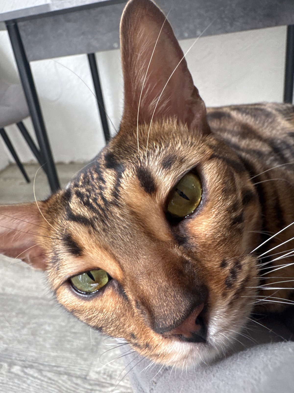Bengal cat and relaxed moment, overhead angles in Tolyatti