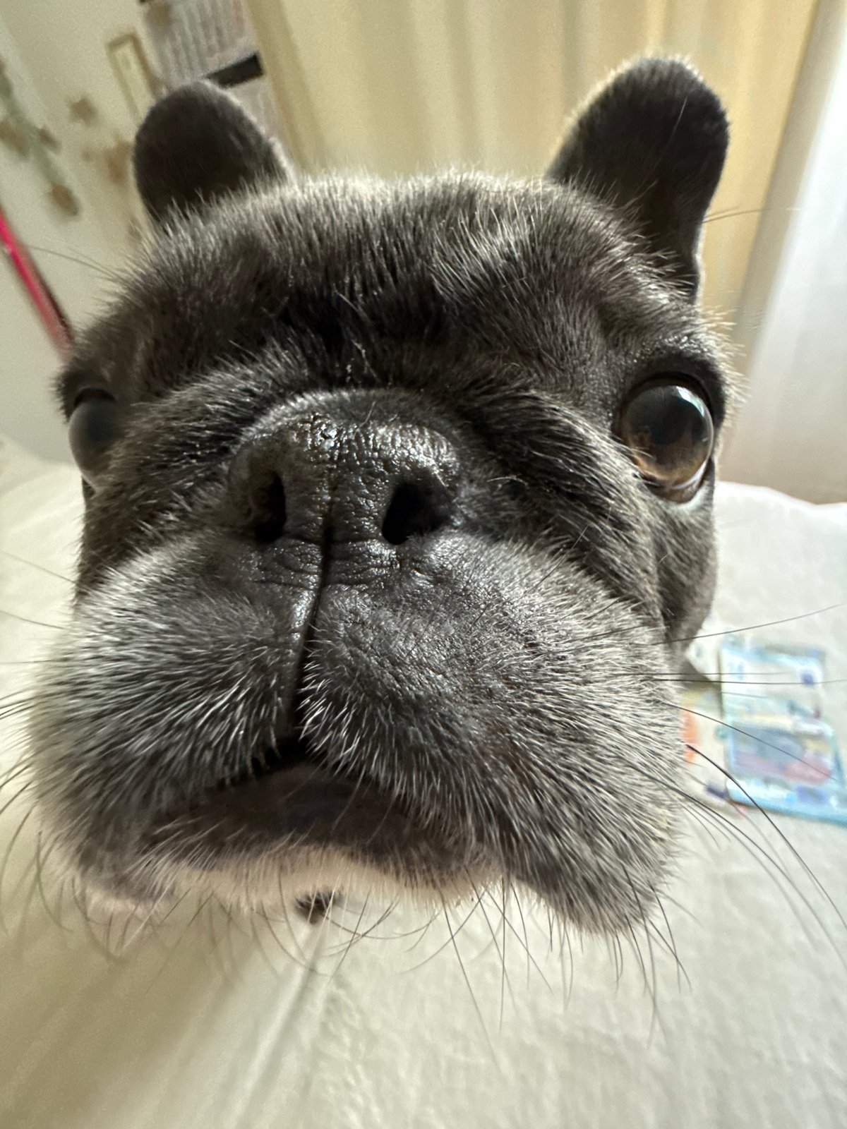 French Bulldog and euro notes on a bed in Bad Sachsa