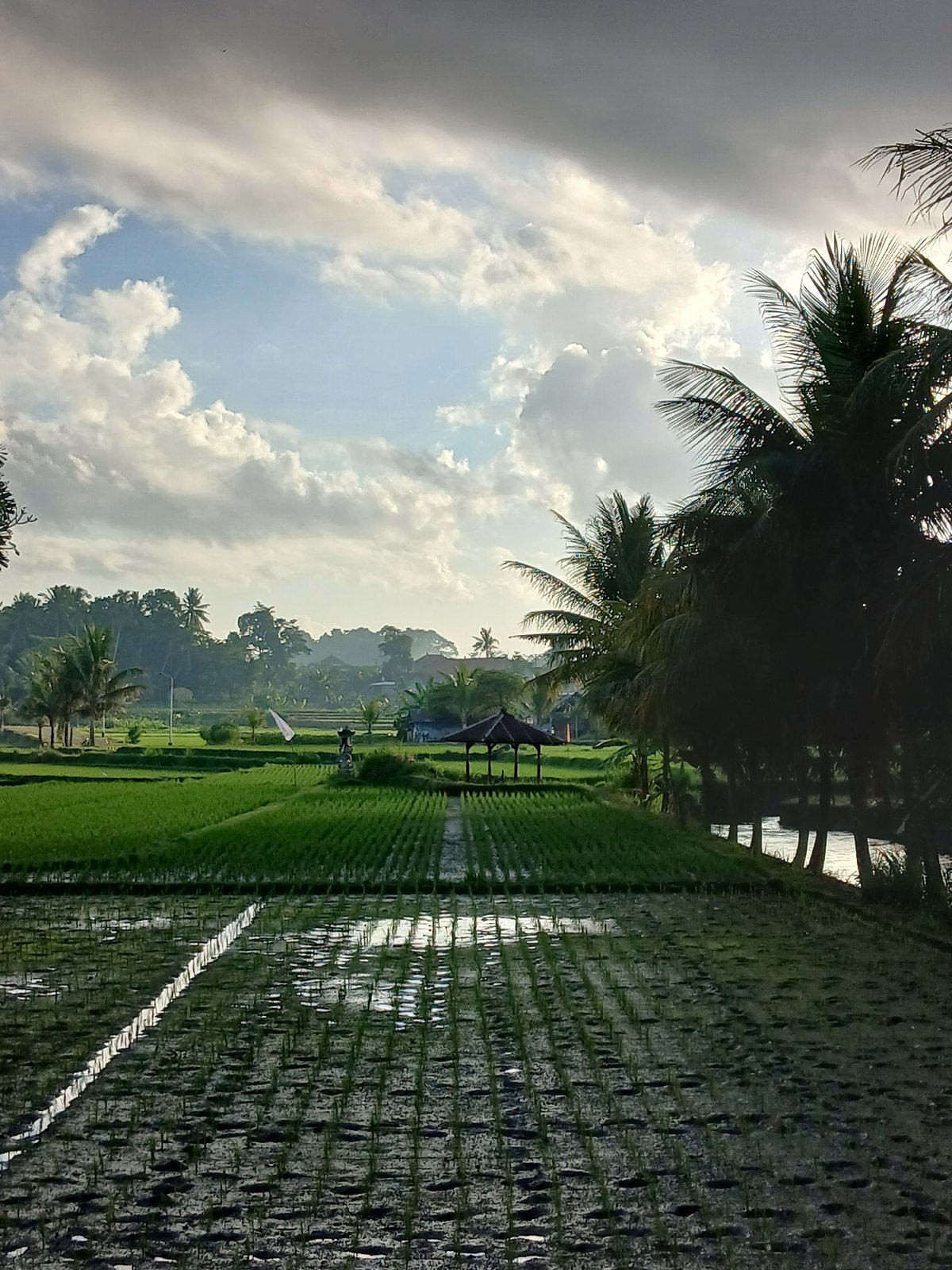 Rice fields and rural roads around Mengwi, Bali