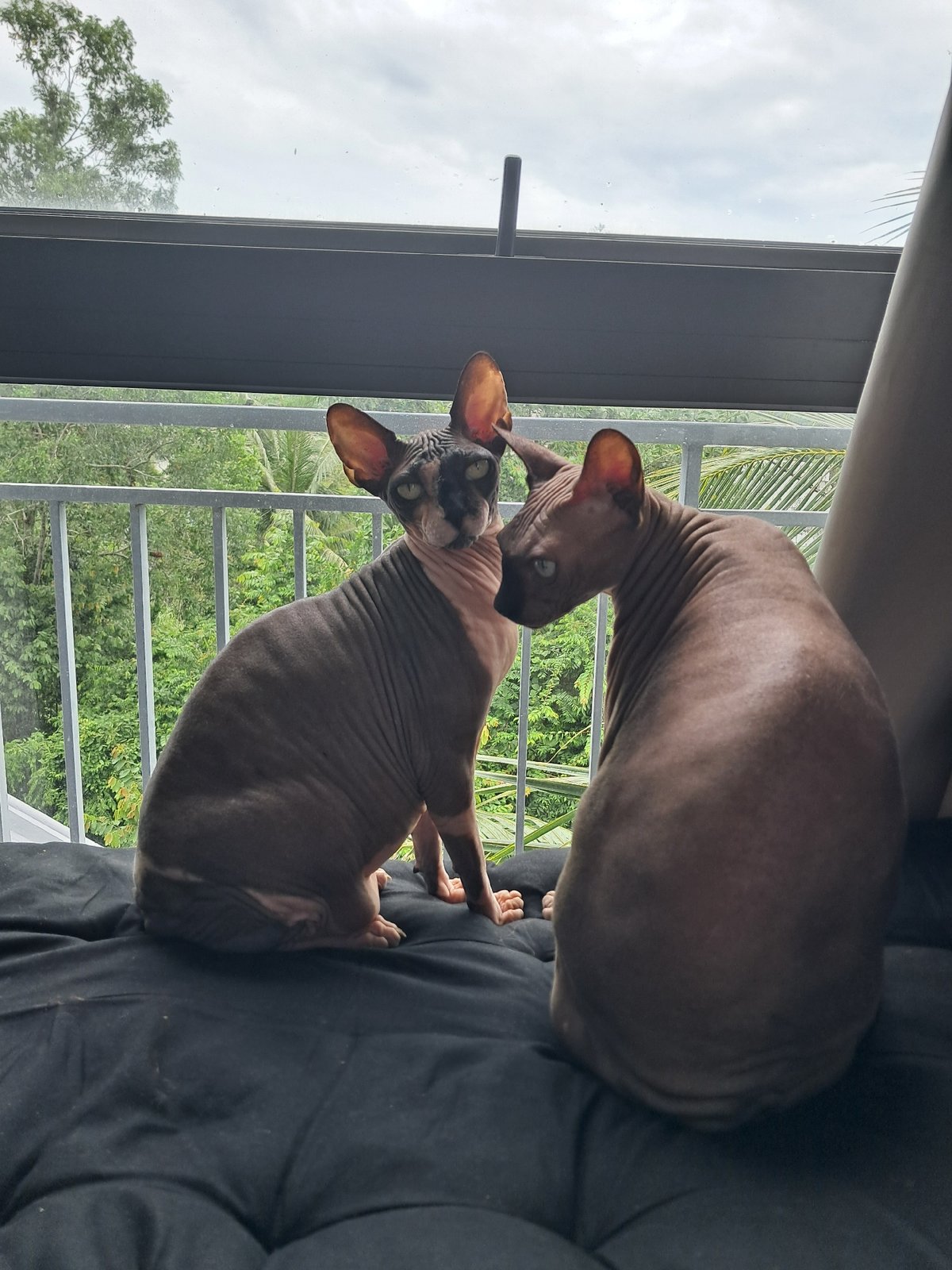 Sphynx cats by the window, Phú Quốc morning