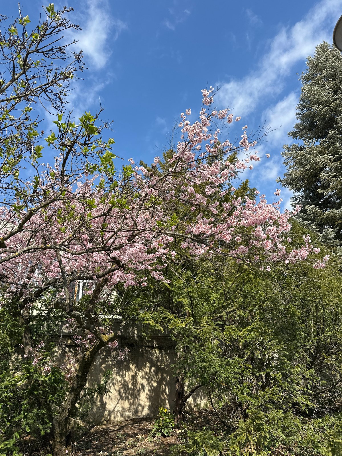 Spring blooms observed among trees in Sofia, Bulgaria