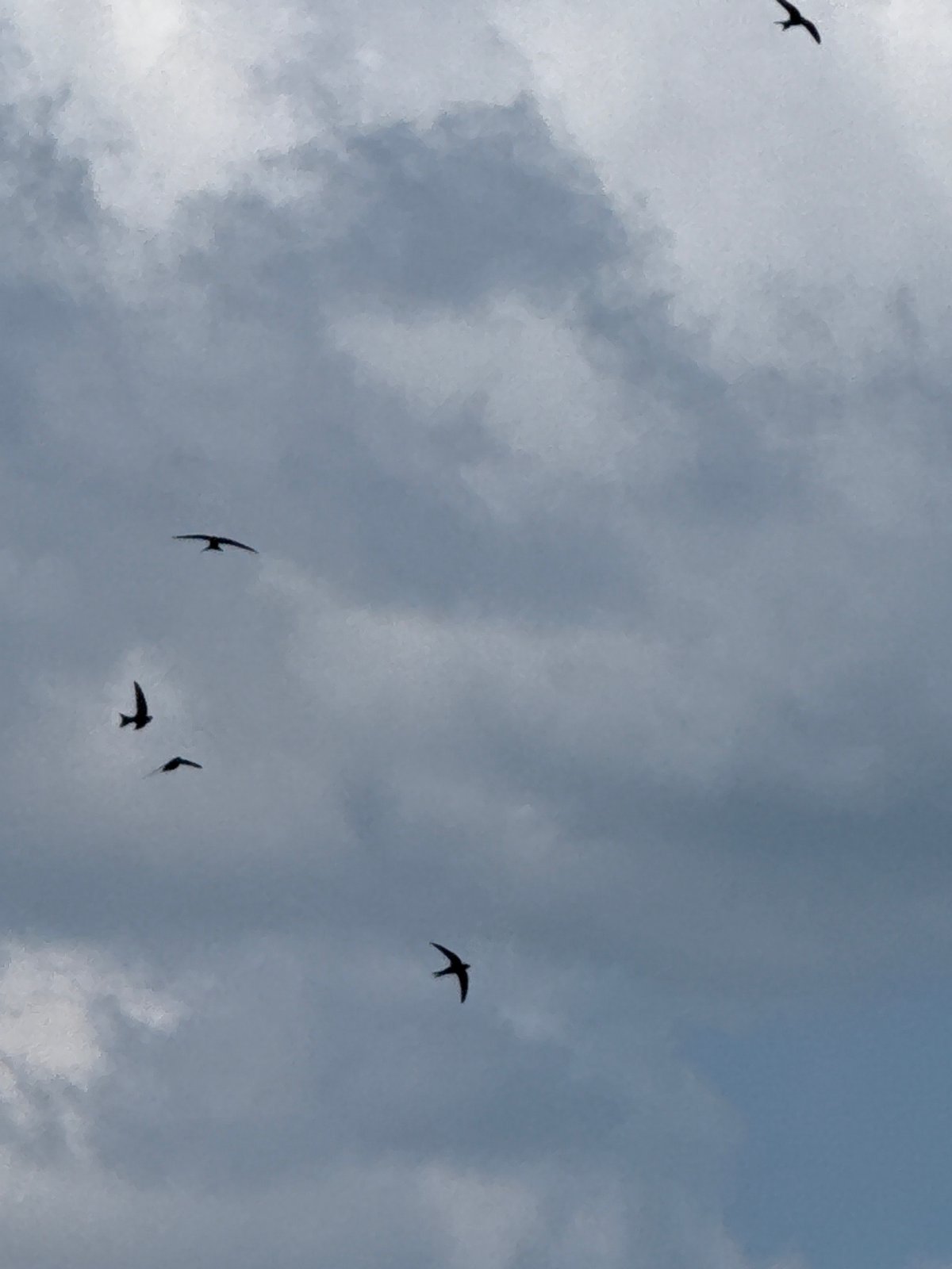 Swifts in flight over a calm Votkinsk reservoir