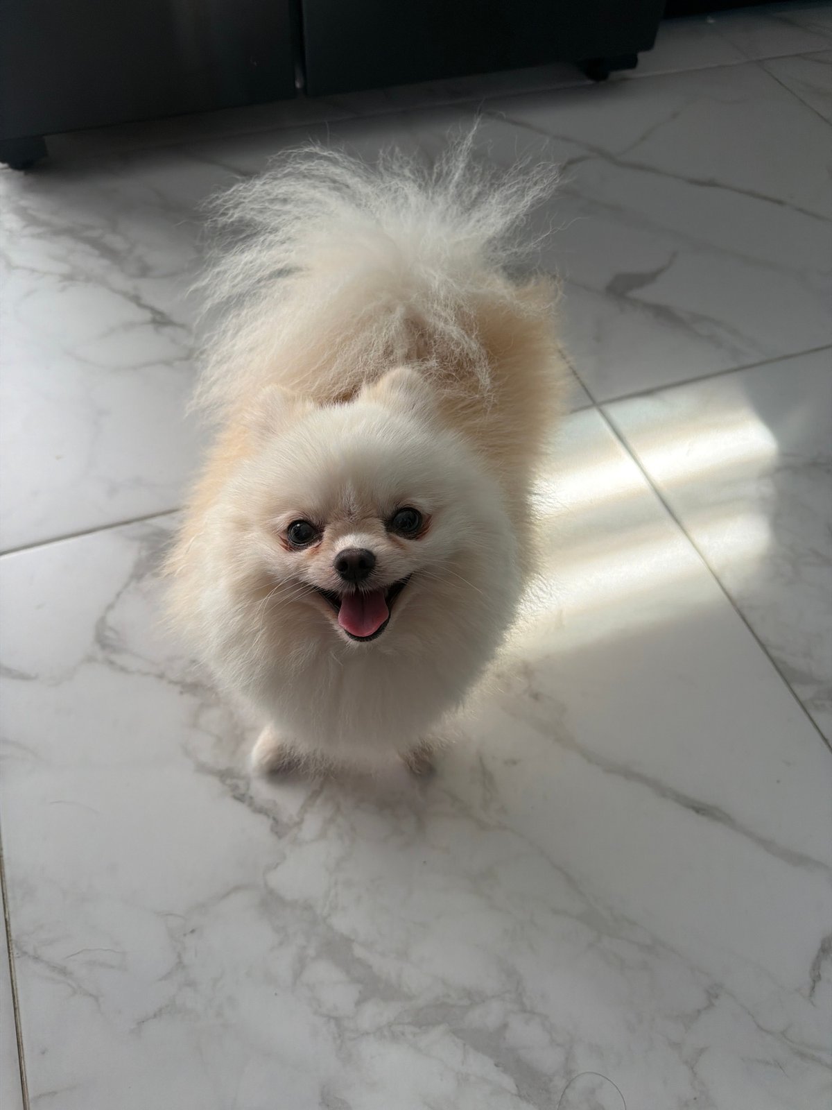 Cream Pomeranian chilling on marble floors at home