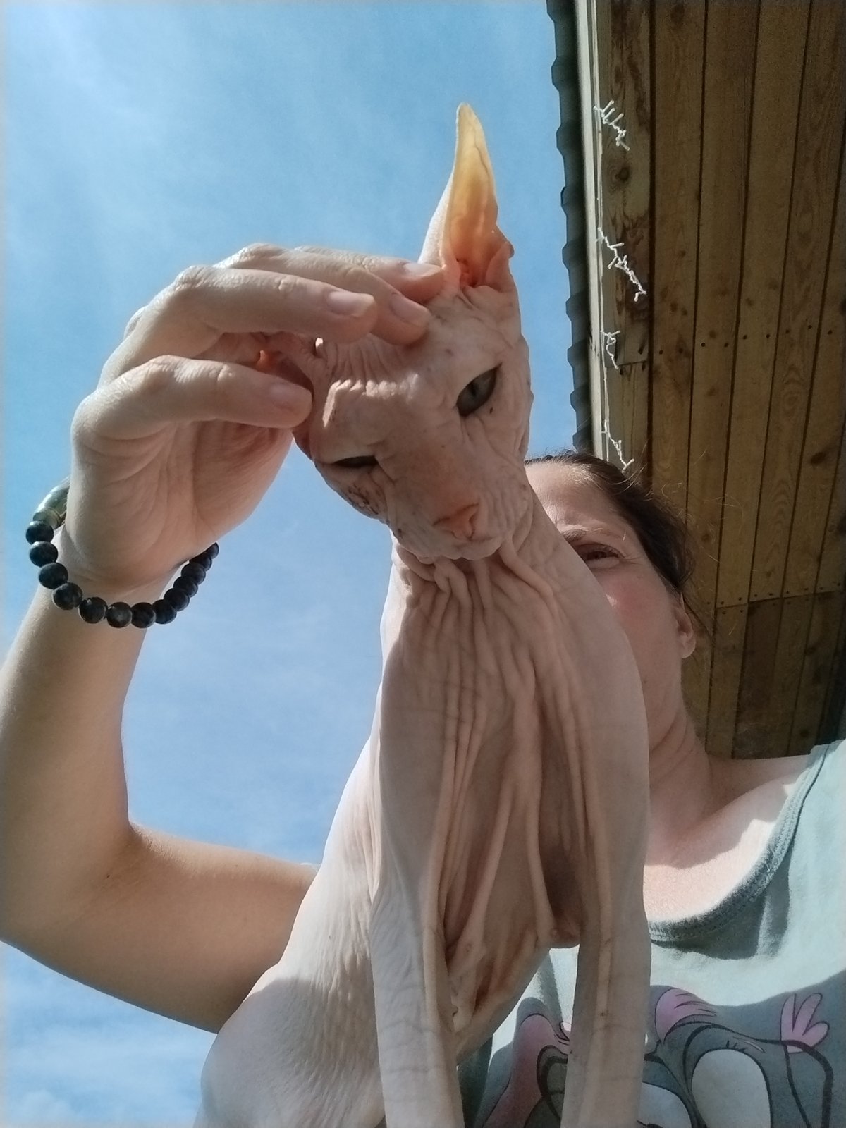 Sphynx cat, summer errands, and outfit decisions in Zavodoukovsk