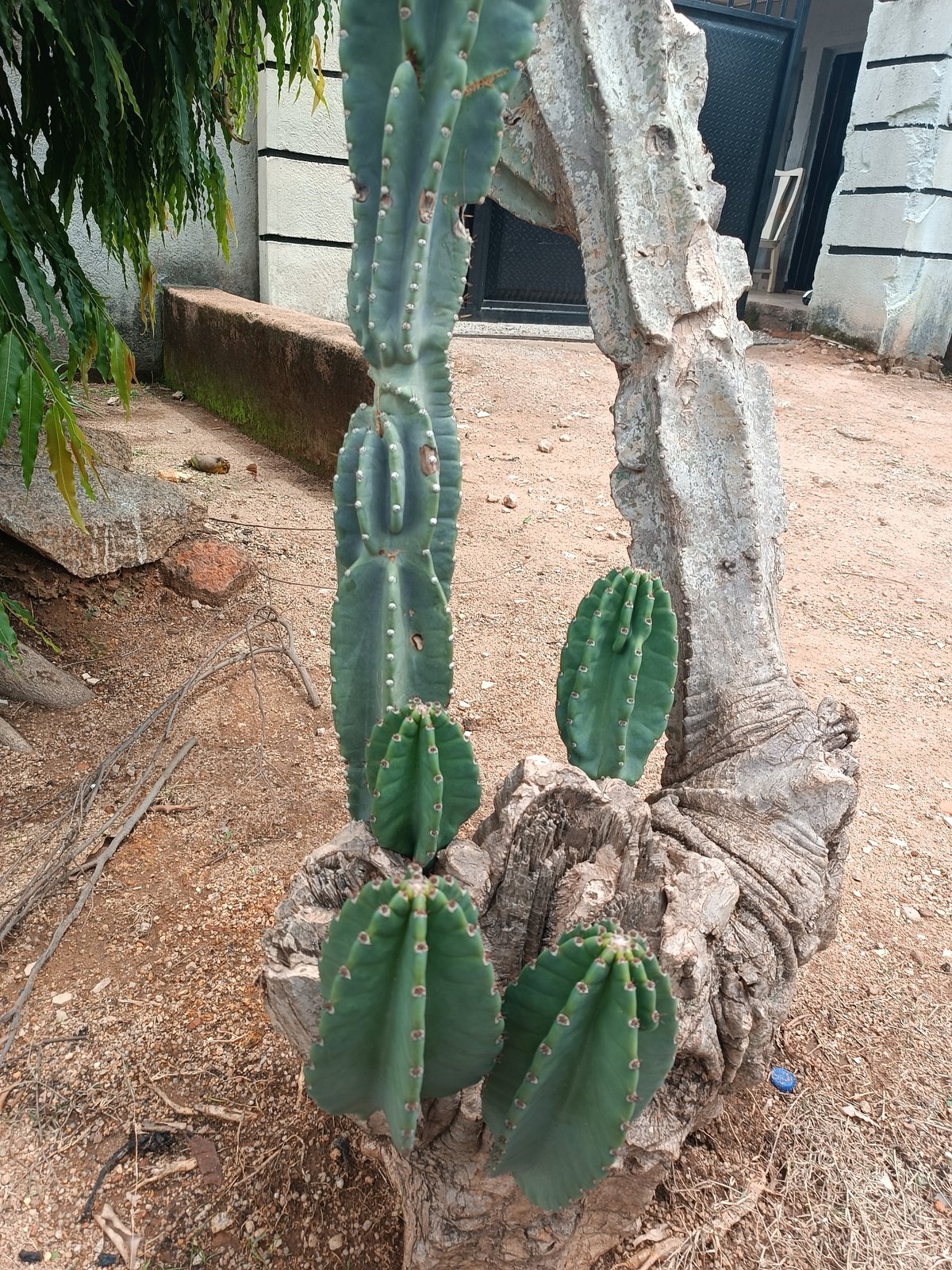 Cacti, wildflowers, and rock formations around Jos, Nigeria