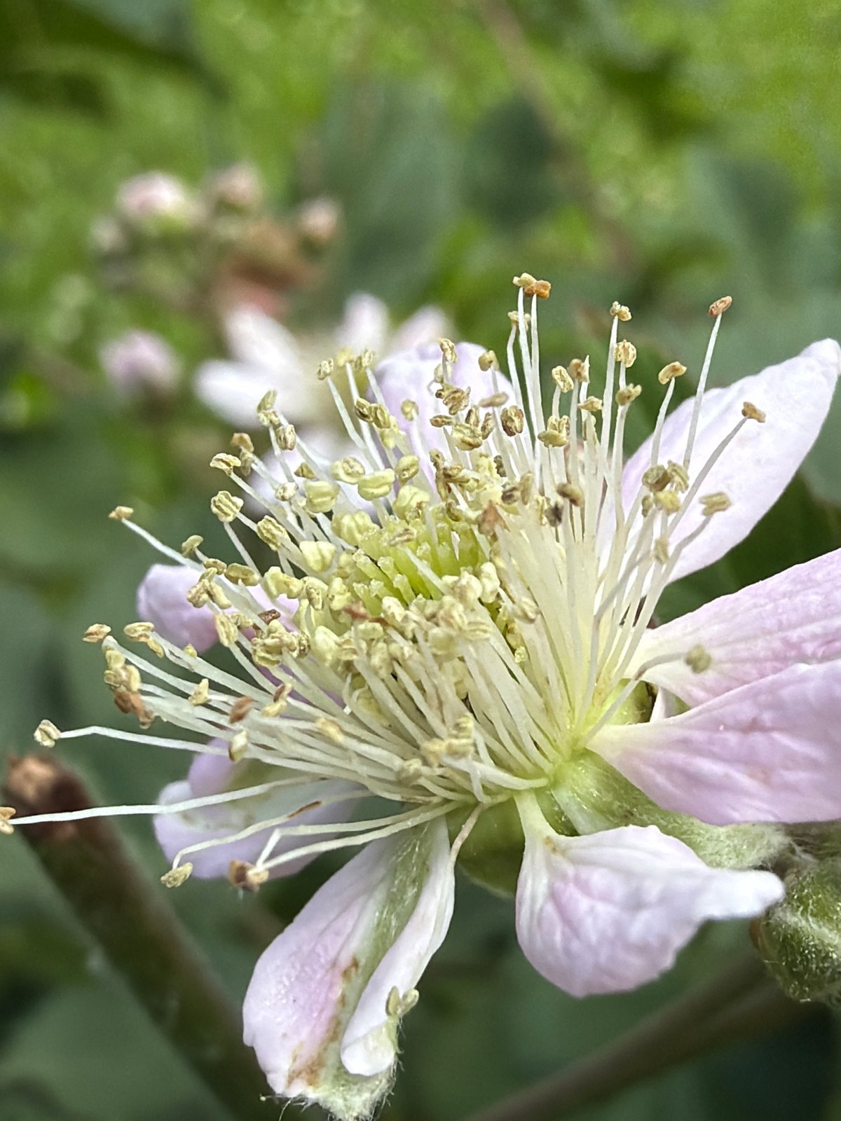 Close-up macro survey of wild berries, blossoms, and garden flowers