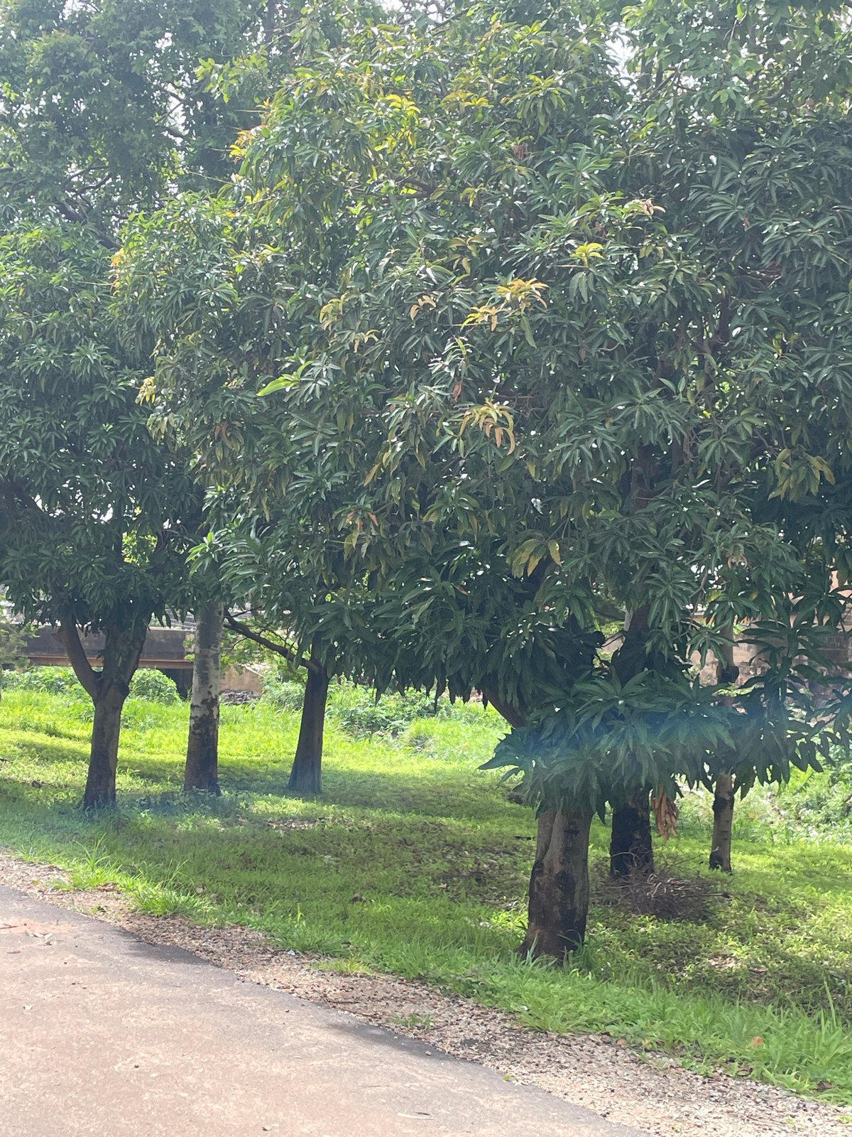 Street life, sport, and everyday scenes in Rafin Par
