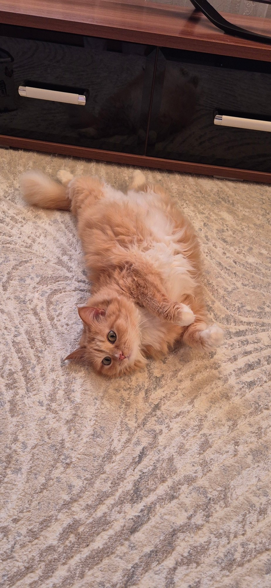 Orange cat observed relaxing indoors in multiple positions