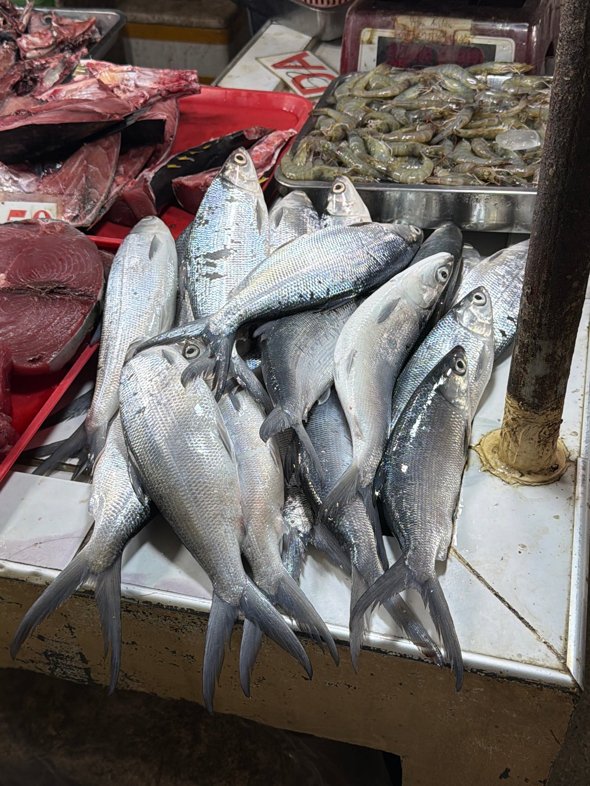 Fresh seafood on display at General Luna fish market
