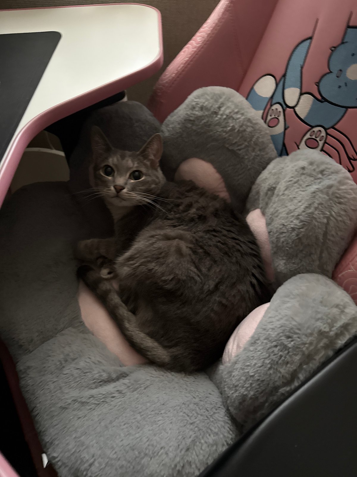 Grey tabby cat rests on pillows in Moscow