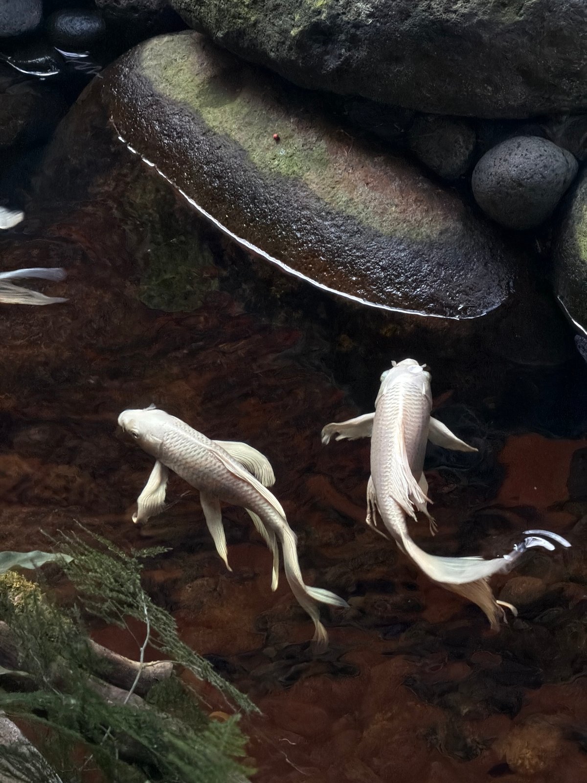 Koi fish spotted swimming in North Kuta pond