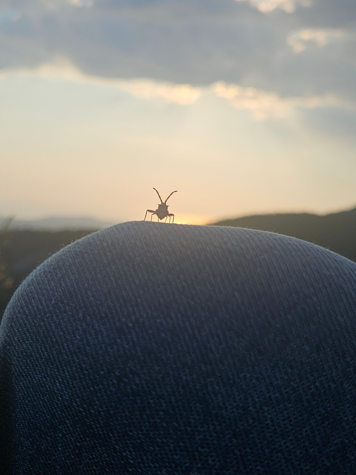 Observer captures insect, sky phenomena, and elevated landscape view
