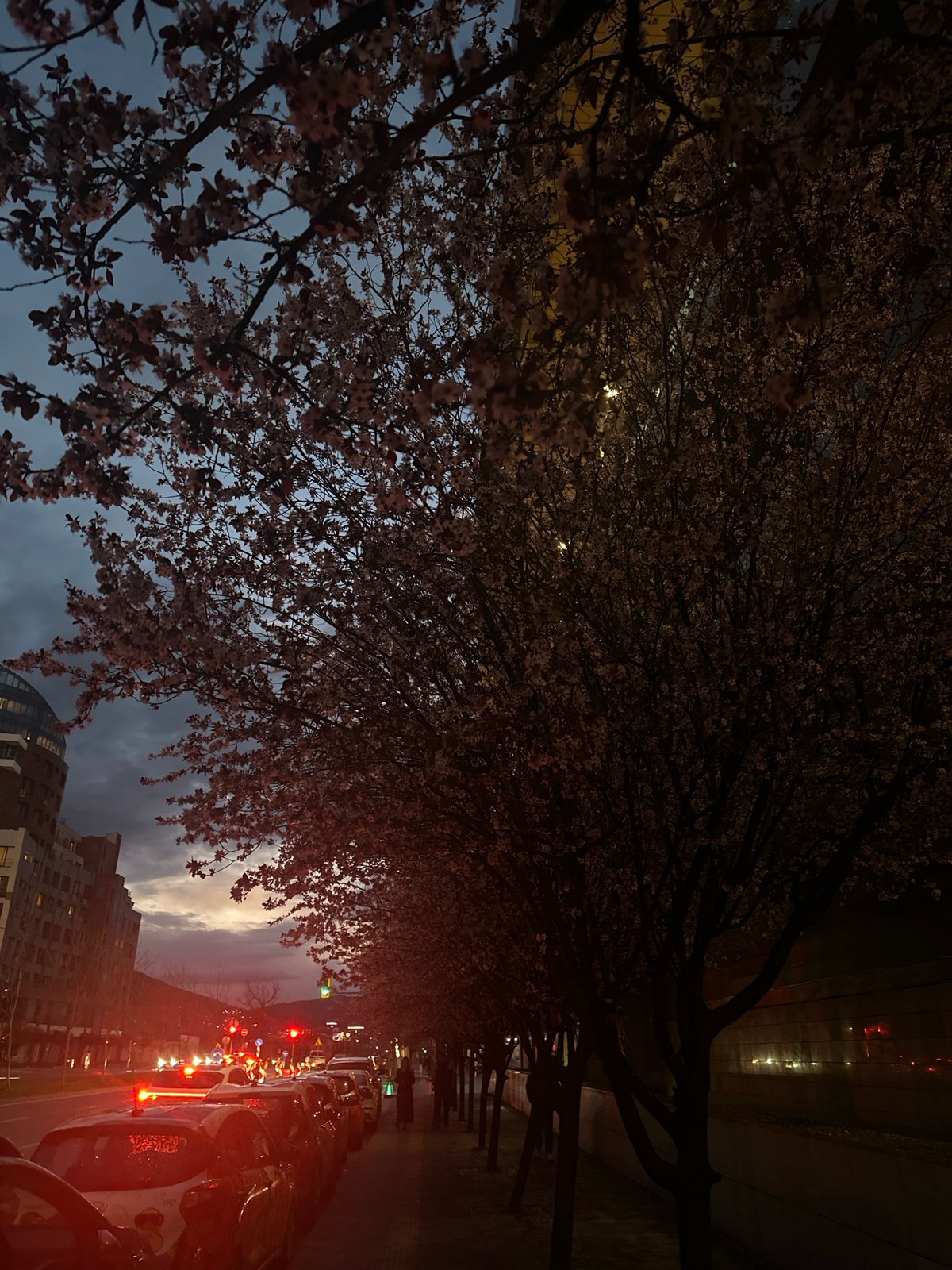 Evening scenes documented across Sofia including blossoms and retail
