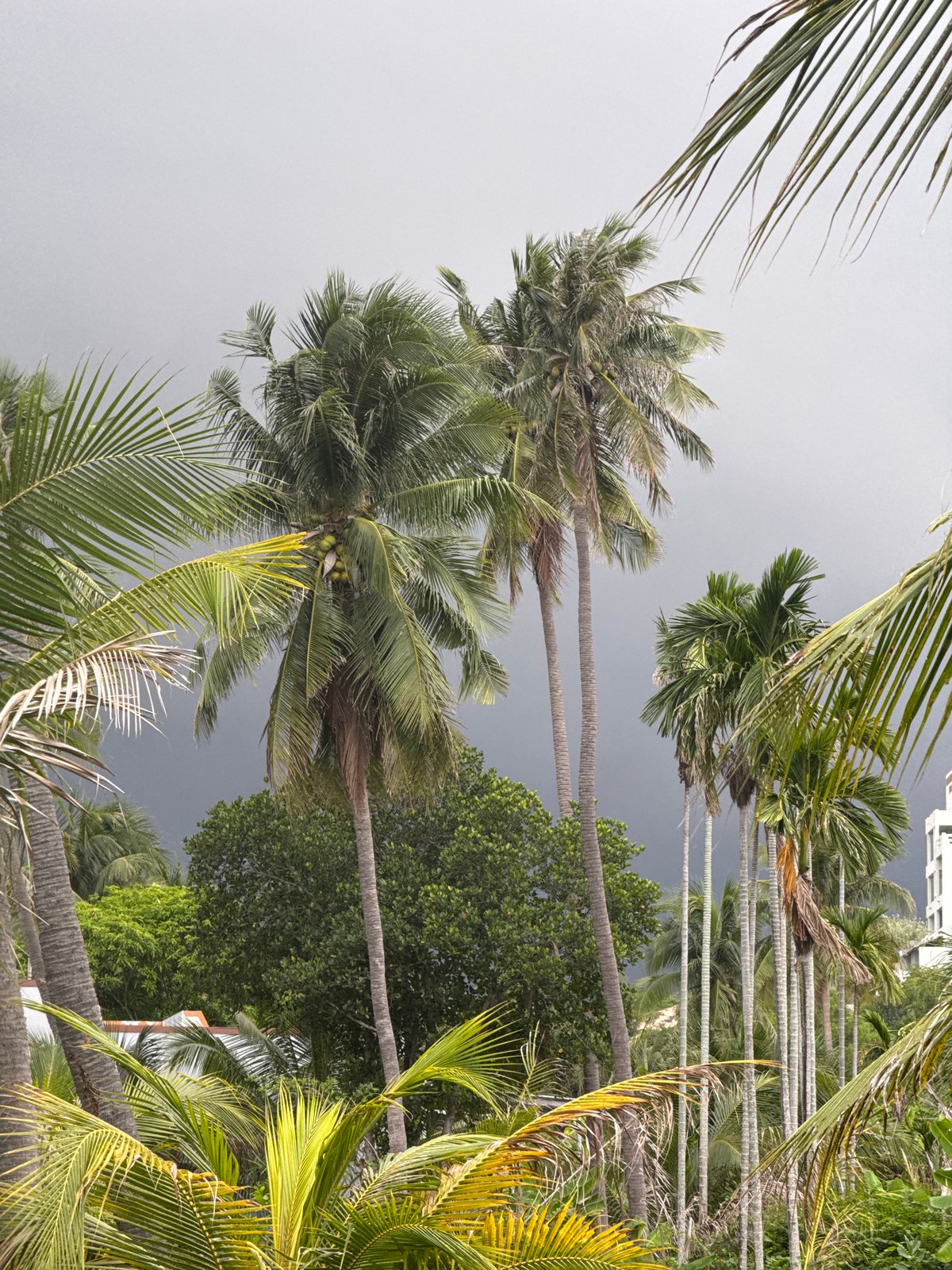 Quiet morning at a tropical Vietnamese home, plants and all