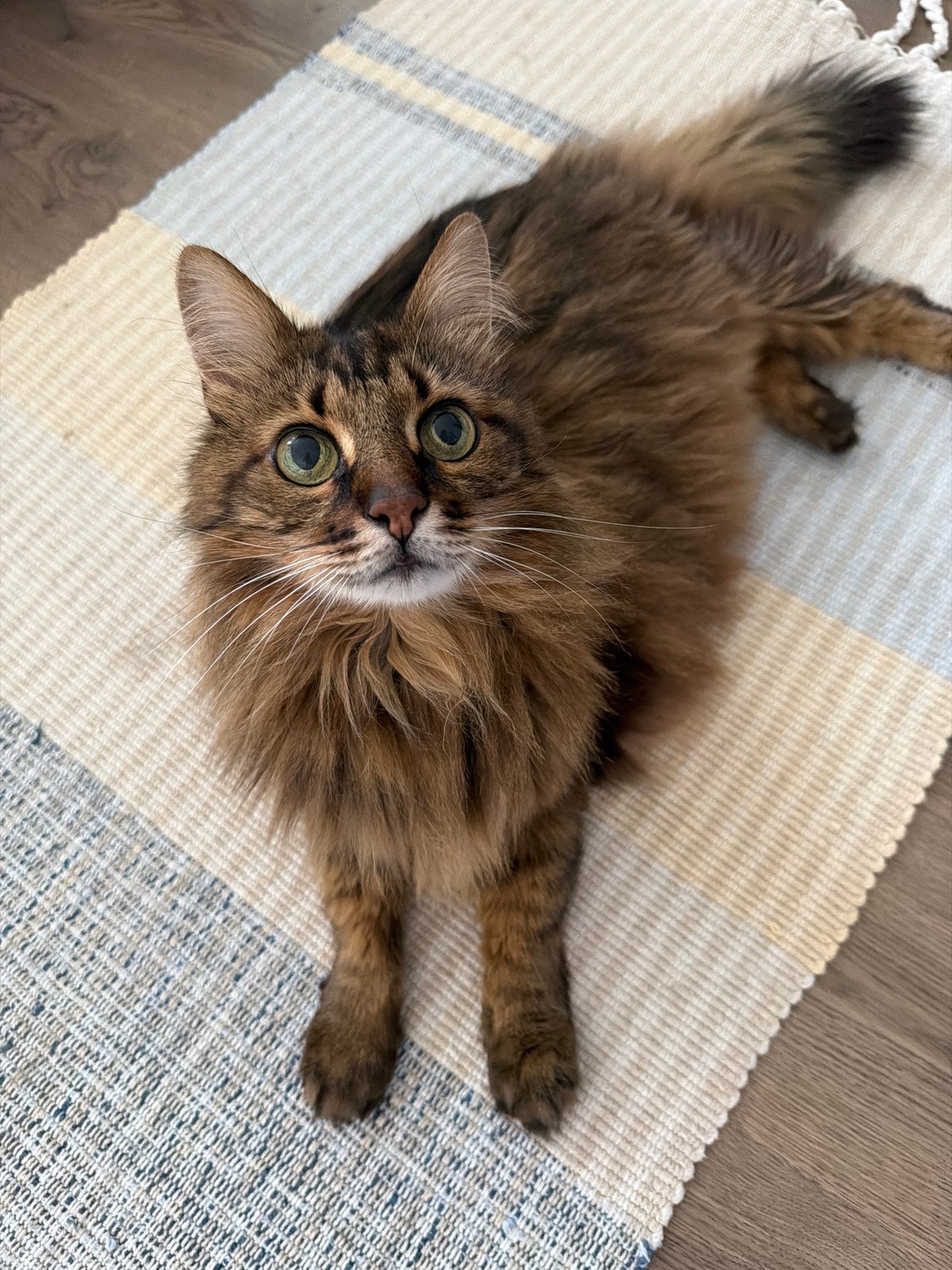 Brown tabby cat relaxing on a striped rug in Kyiv