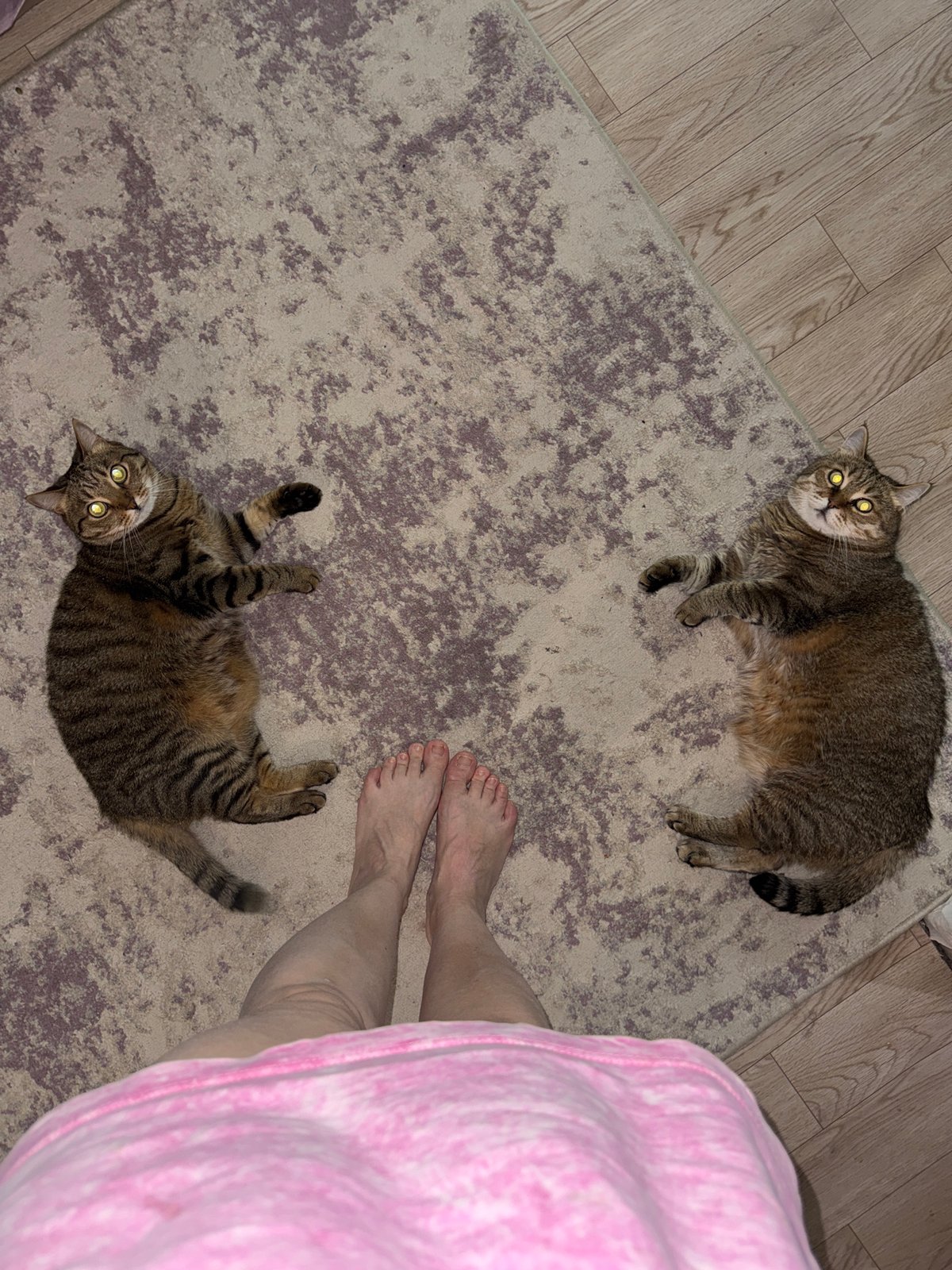 Two tabby cats play indoors in Chaikovsky, Russia