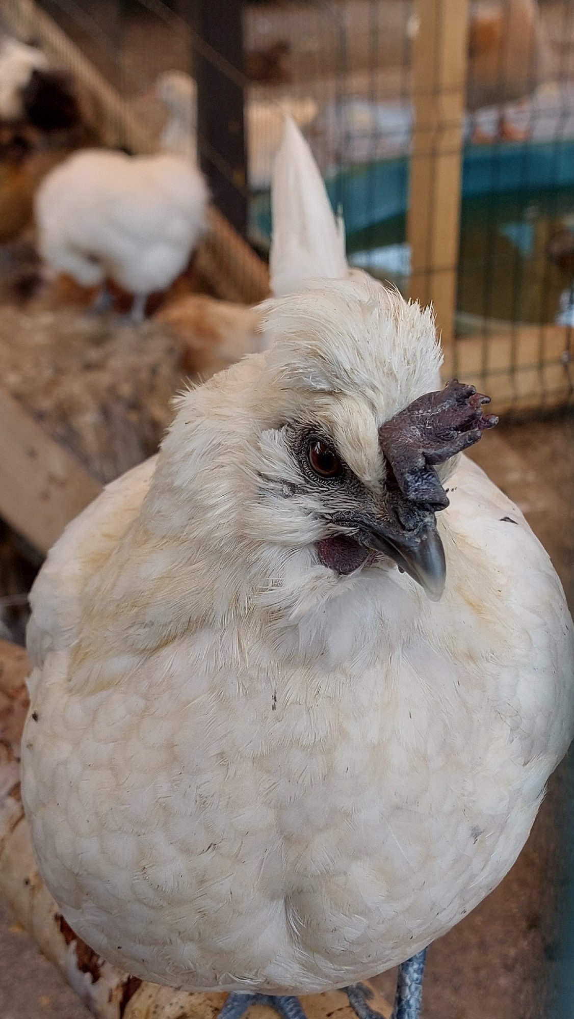 Silkie and mixed-breed chickens in an outdoor coop