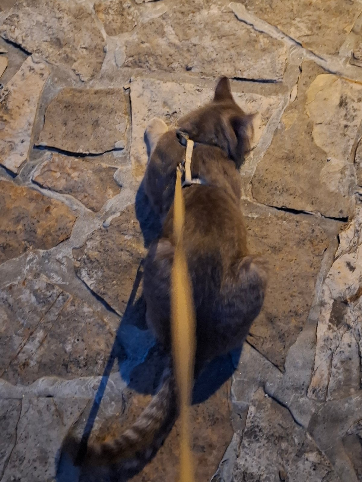 Leashed cat explores Serbian neighborhood during evening walk