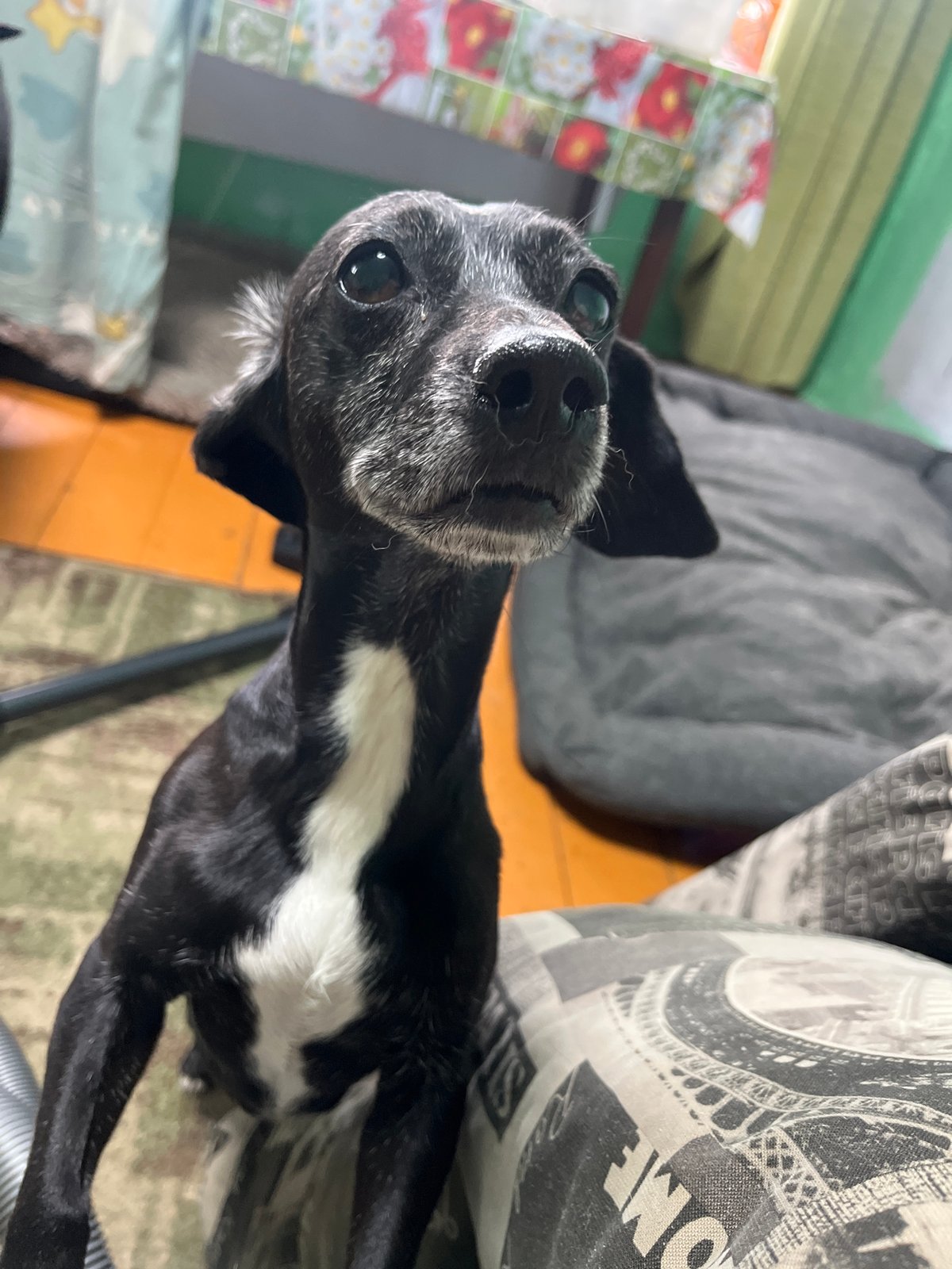 Dogs at home in Nizhny Tagil, relaxed and camera-ready