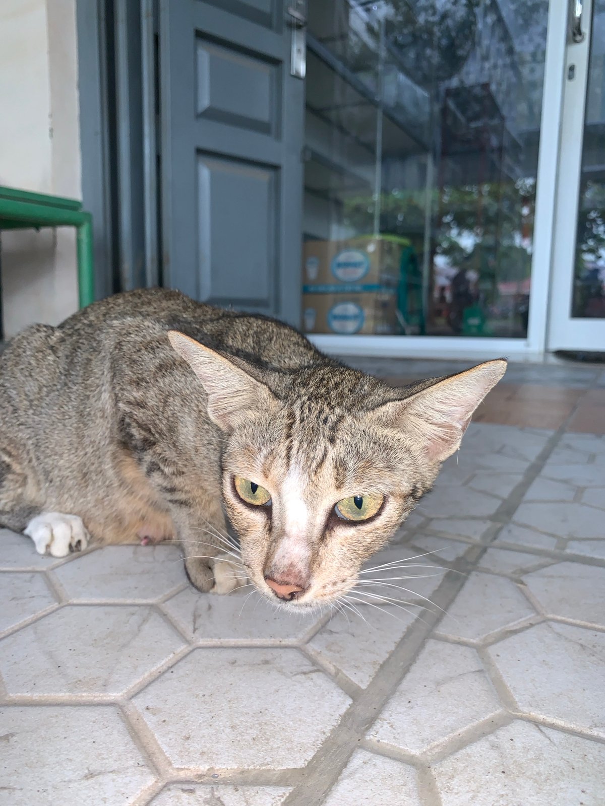 Tabby cat spotted on tiled floor in Indonesia