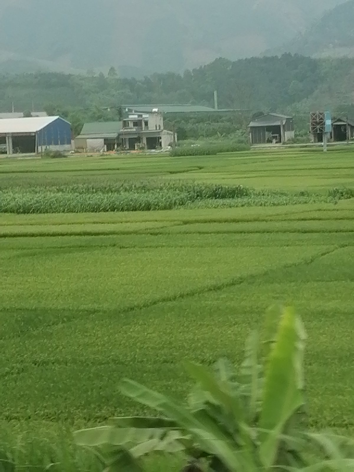 Rice paddies and rural buildings observed in Dong Cuong, Vietnam