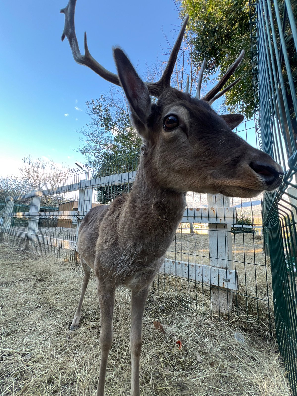 Various animals spotted in enclosures at Herceg Novi facility