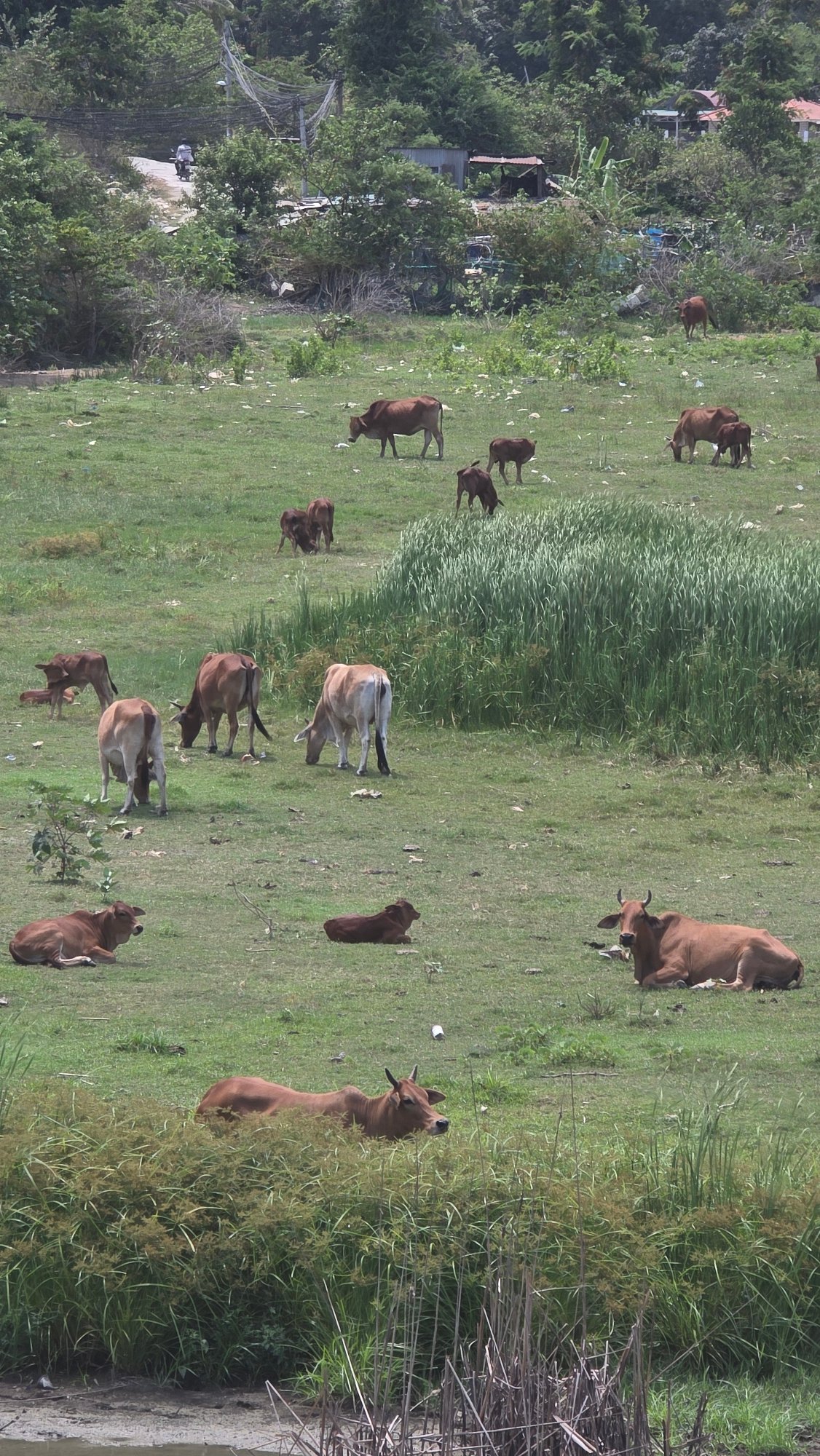 Cattle grazing documented in Vietnamese countryside pastoral scene