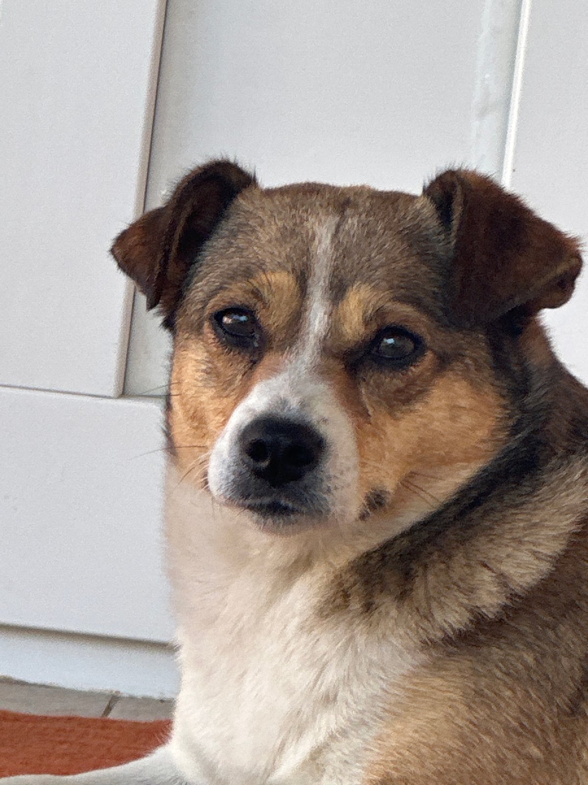 Brown and white dog on an orange rug, Makiv