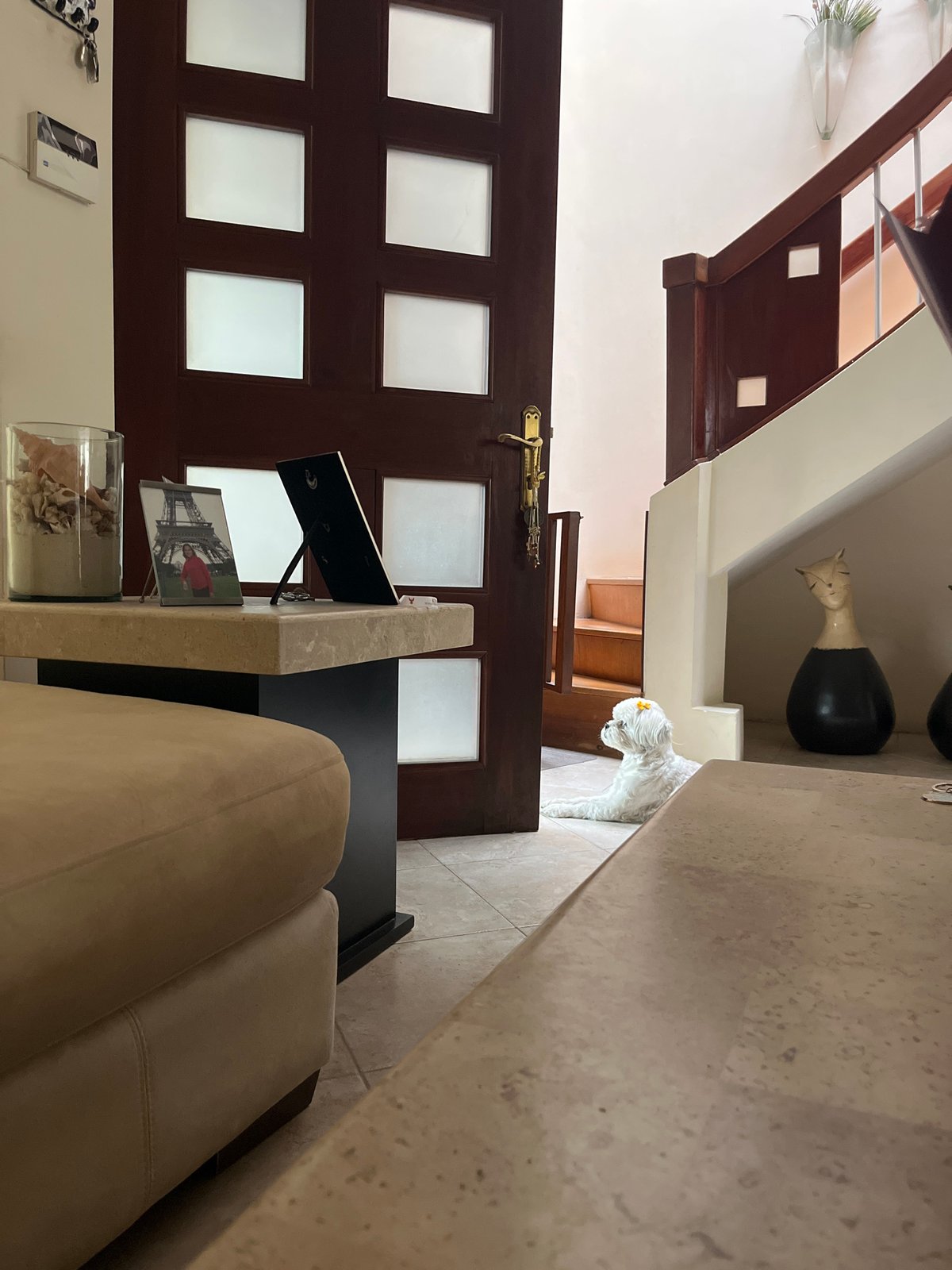 Quiet evening moments with pet documented in Puebla home