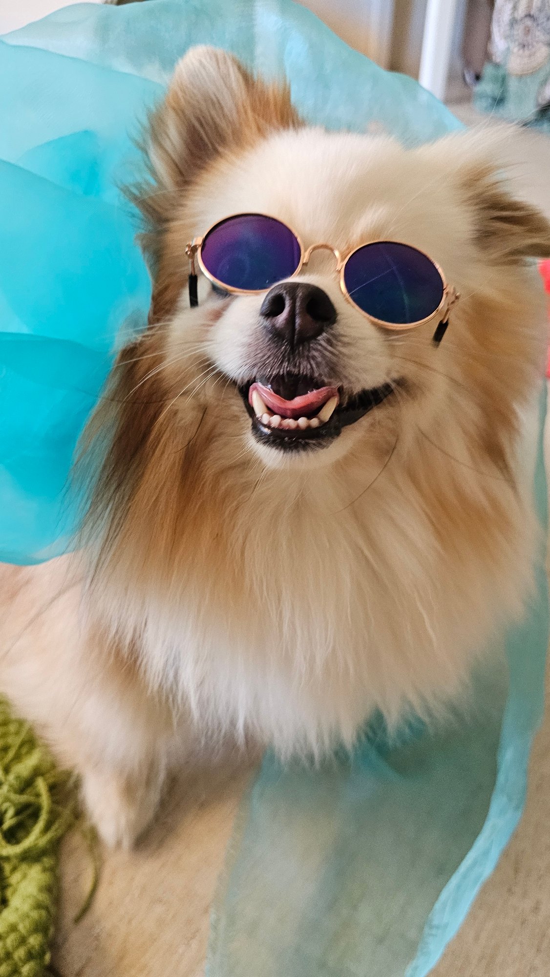 Lazy villa morning in Koh Samui with a very stylish dog