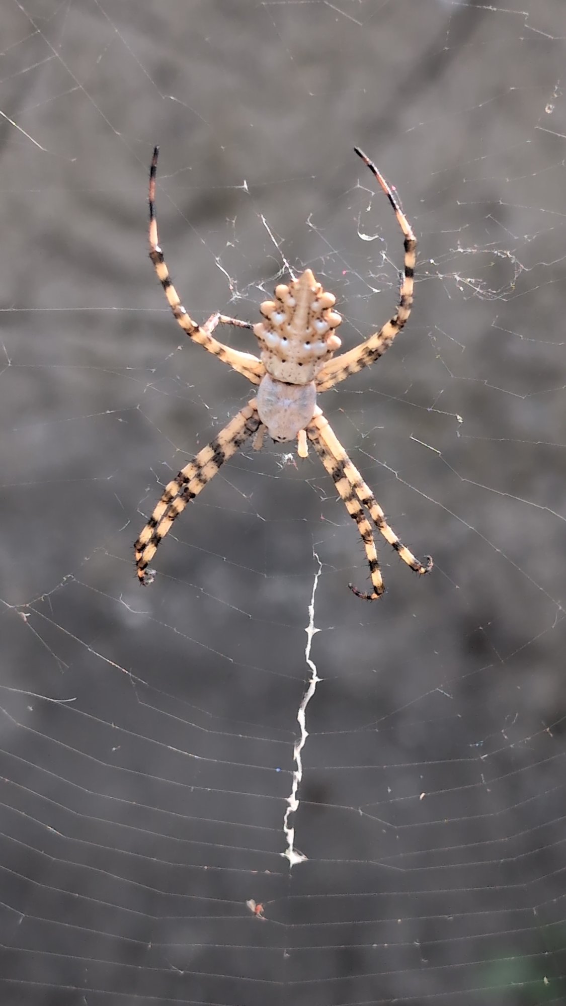 Wasp Spider on its web, Izmail, Ukraine