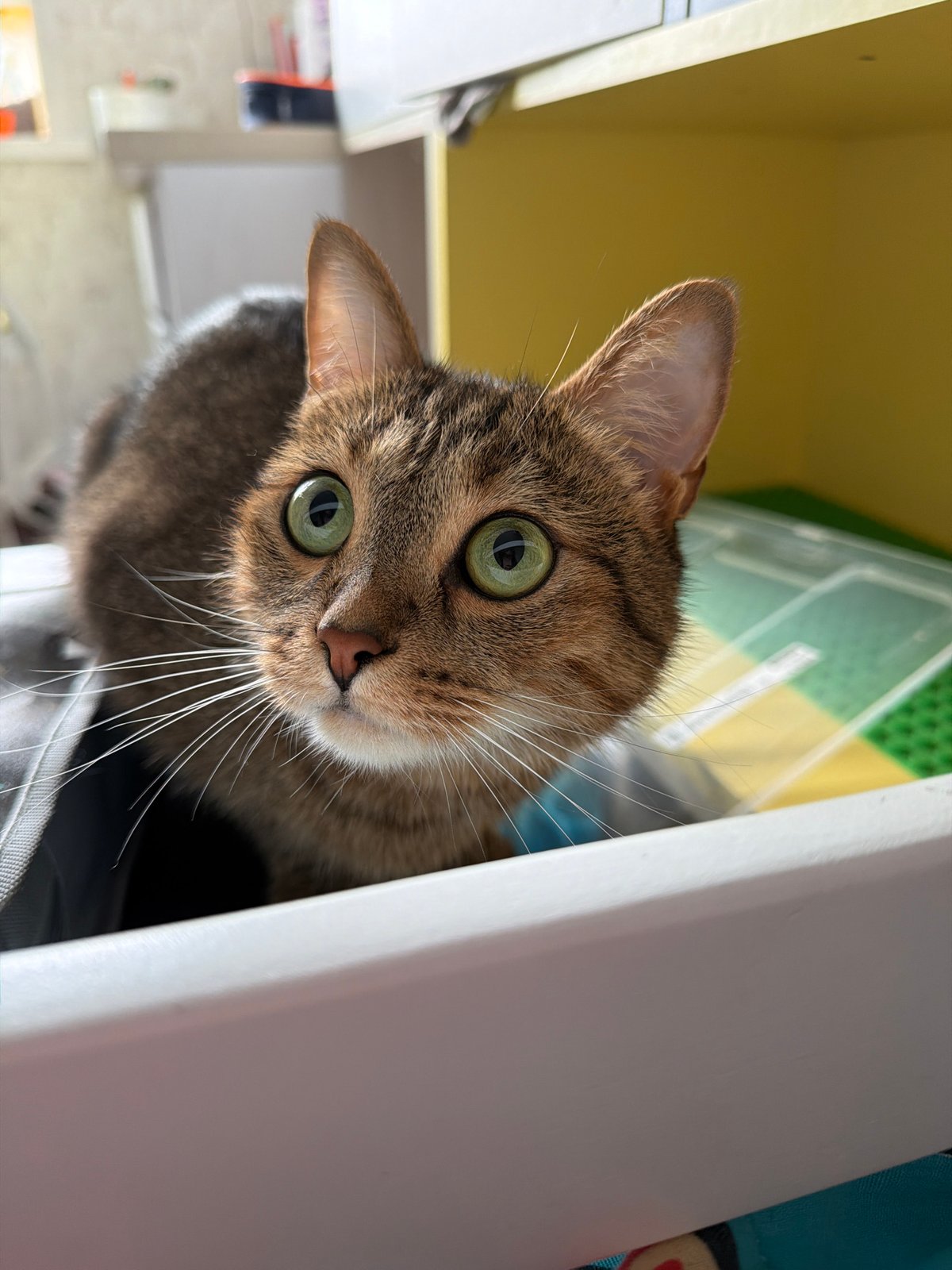 Tabby cat photographed in close-up shot in Izhevsk
