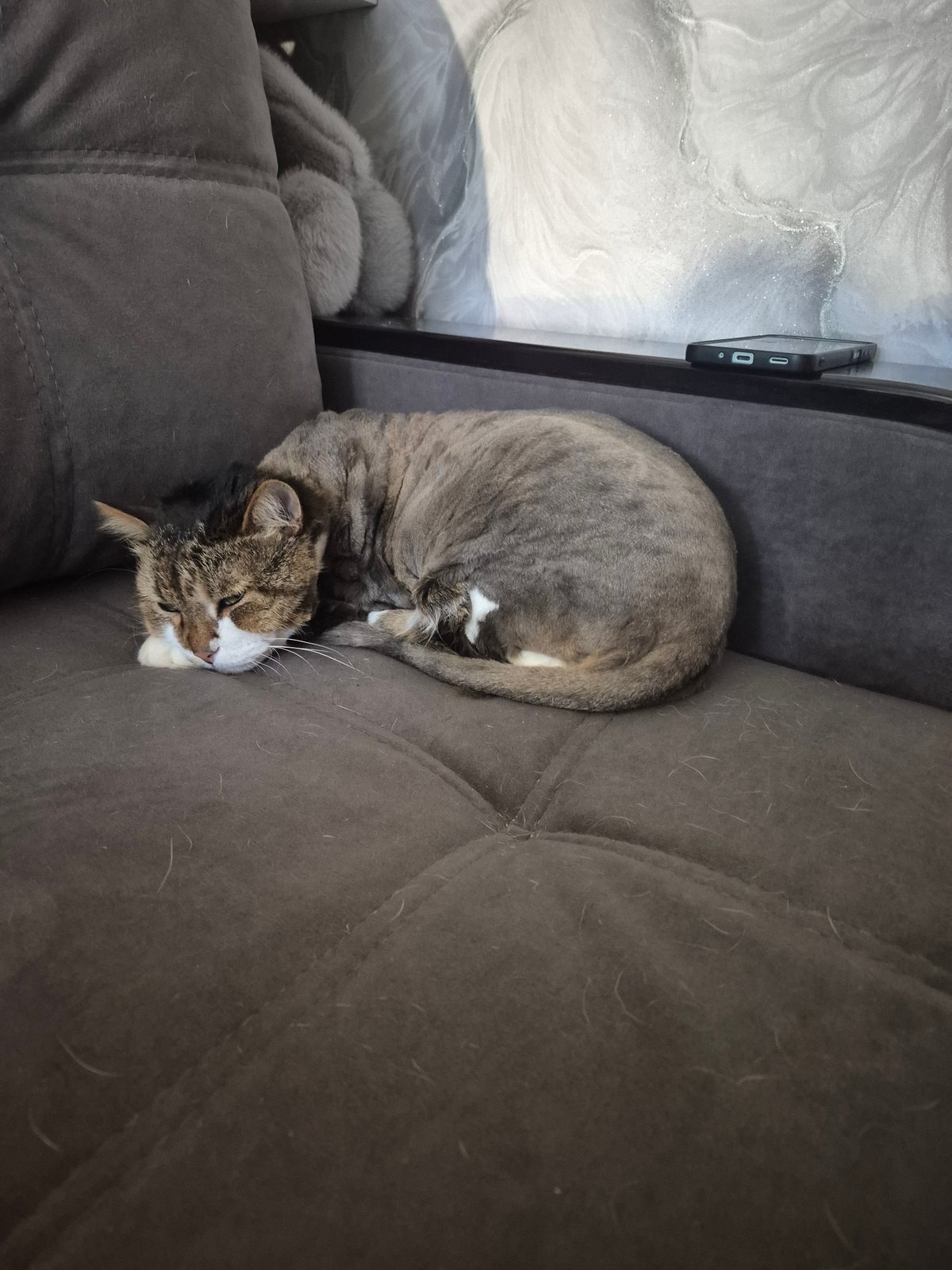 Tabby cat napping on a well-used gray sofa