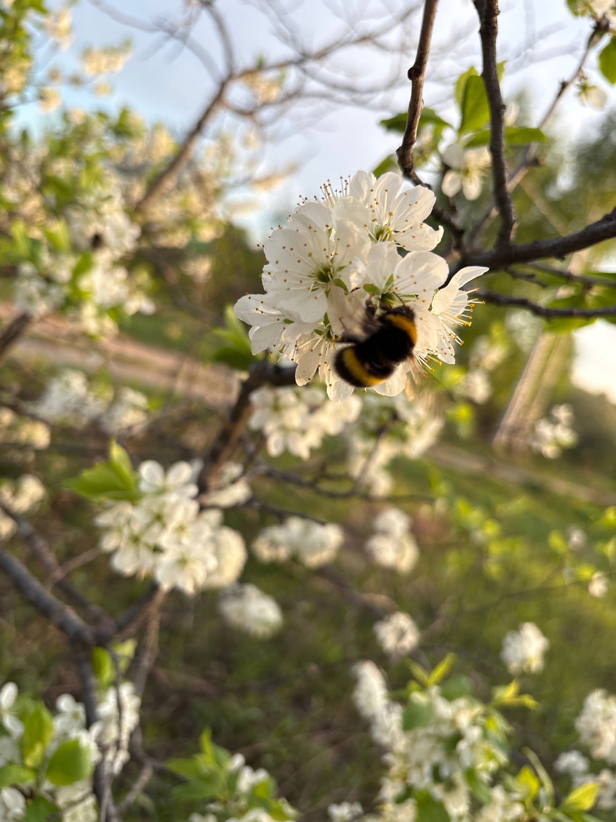 Spring blooms and bee activity documented in Dubovaya