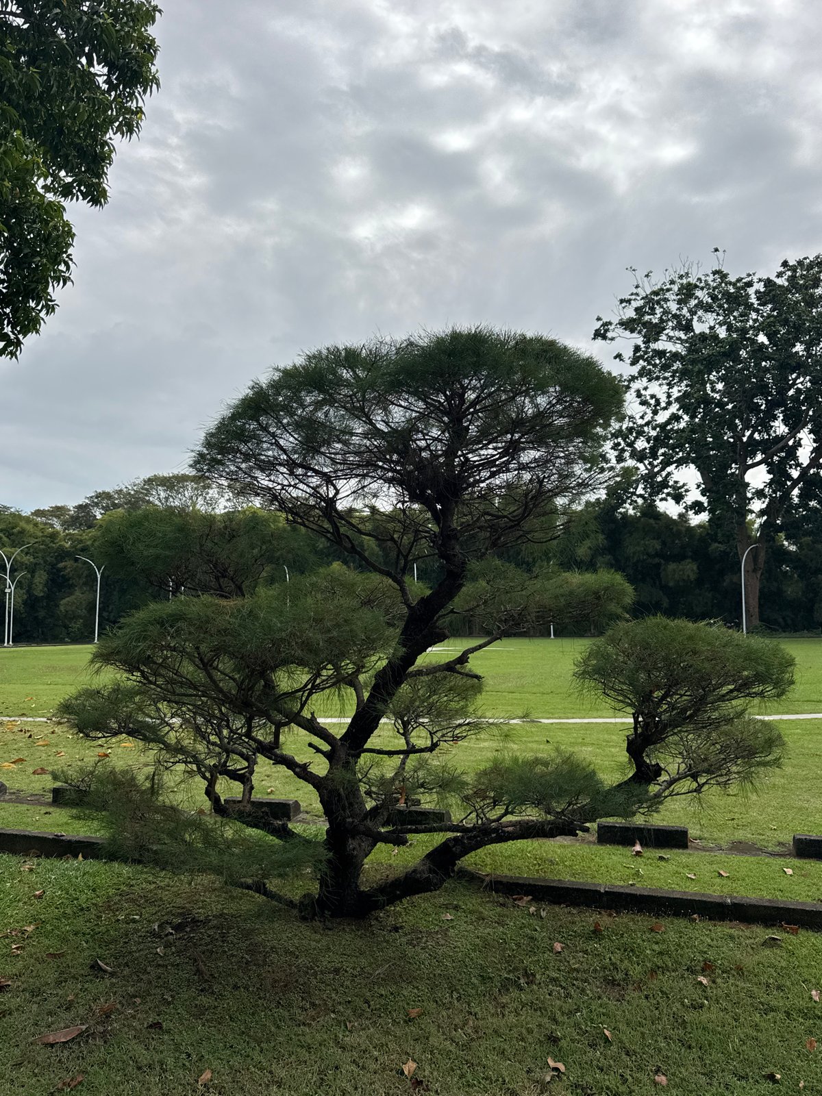 Workers assemble event tent in Indonesian tropical park setting
