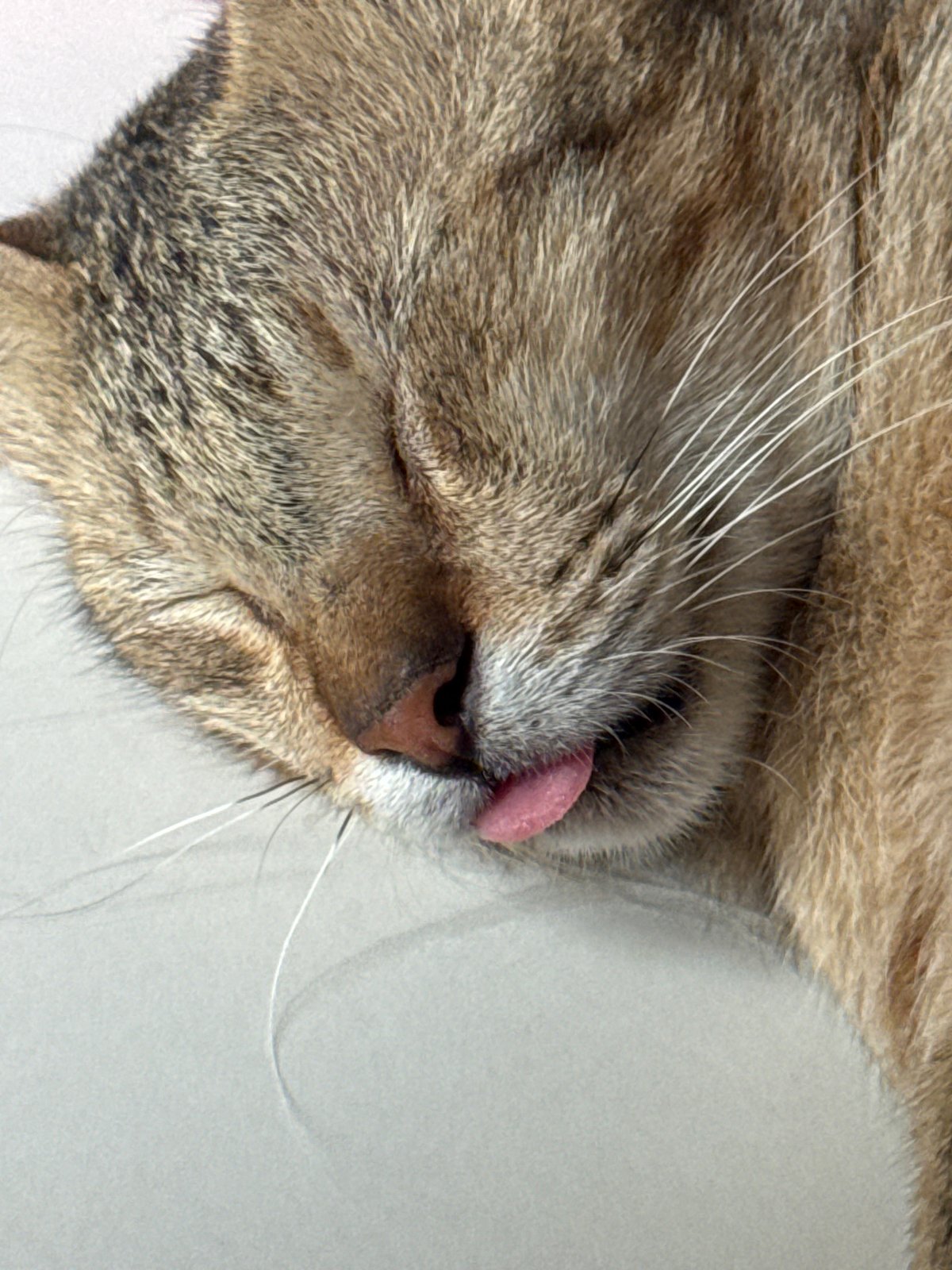 Lazy morning at home with a very sleepy Davao cat