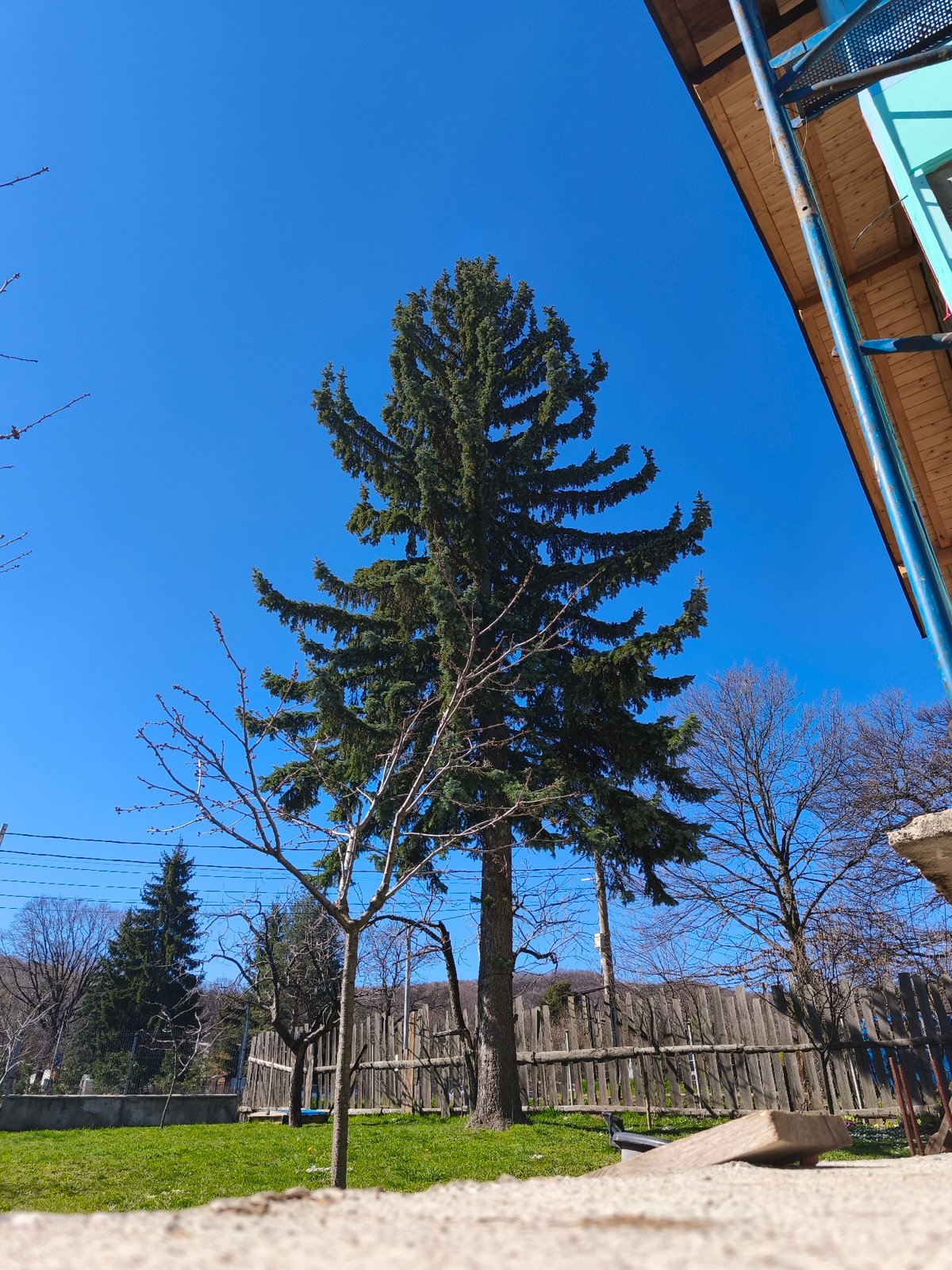 Spring morning scene captured in Sofia shows evergreen amid bare trees