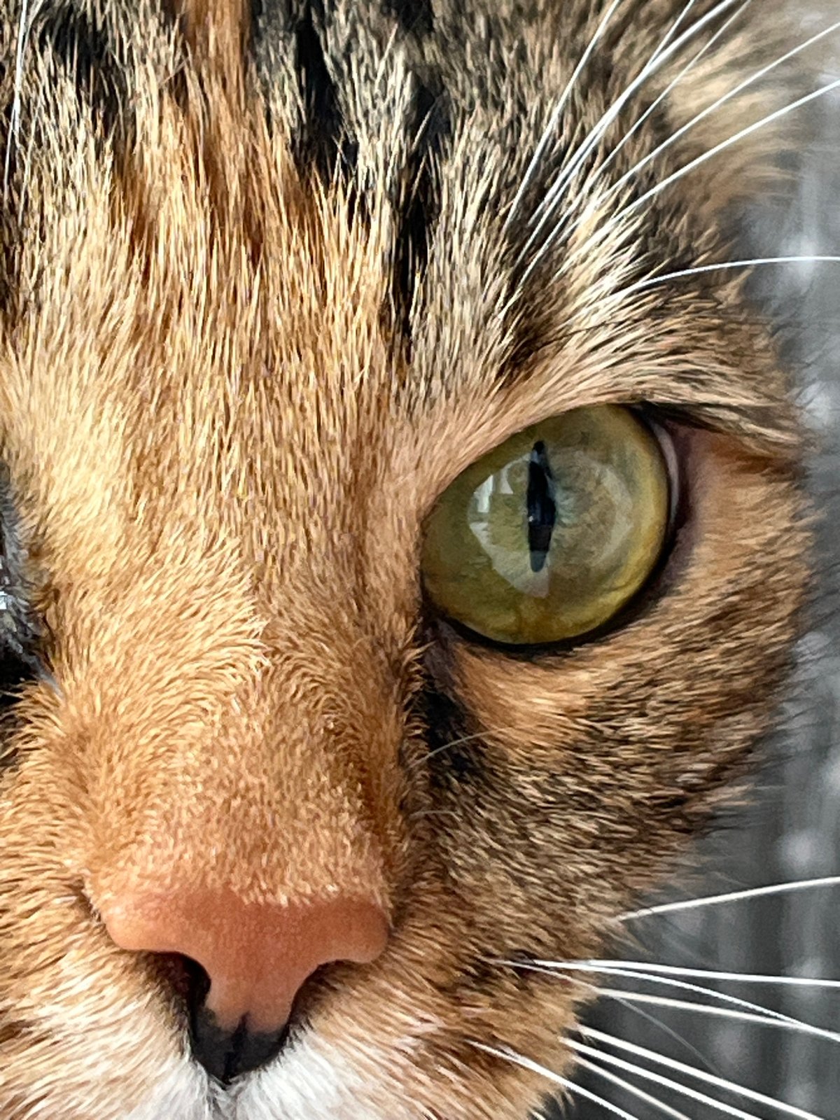 Quiet domestic morning in Nizhny Novgorod with cats, food, and home moments