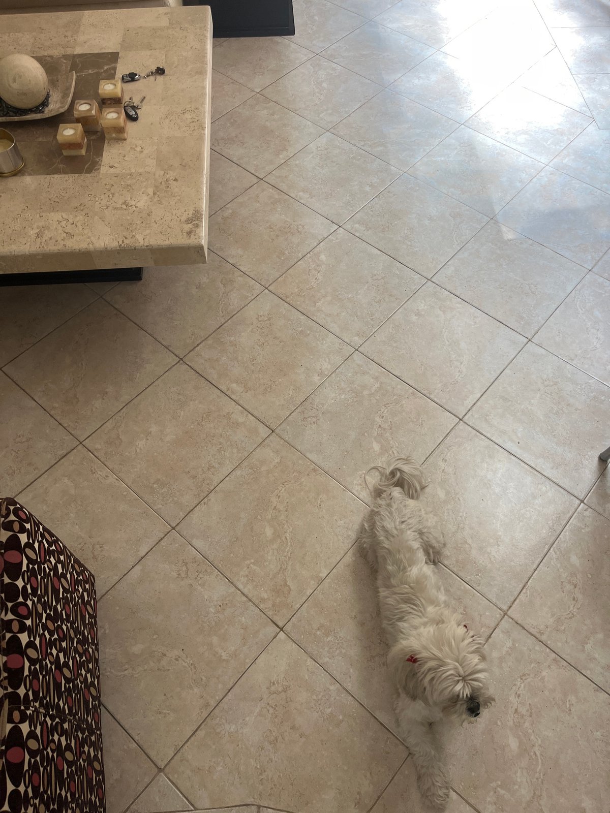 Small white dog rests on tile floor in Puebla residence