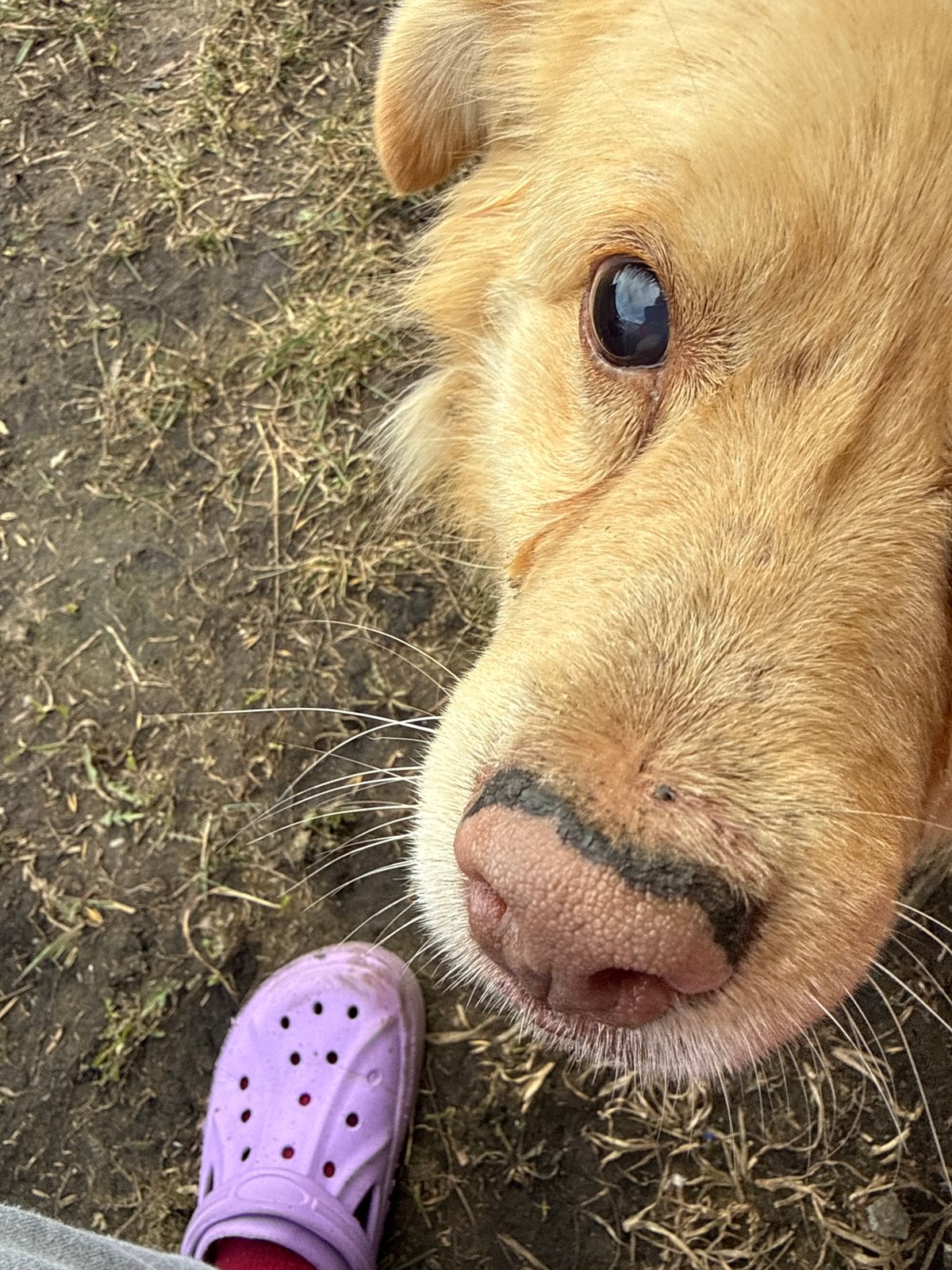 Golden dog spotted in rural Tyulyuk, Russia countryside