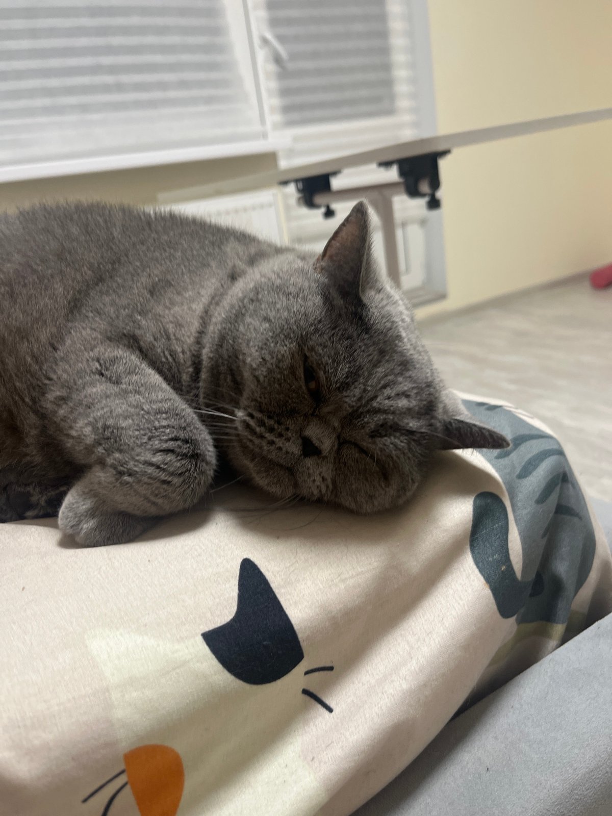 Gray cat napping on cartoon-patterned bedding in Saint Petersburg