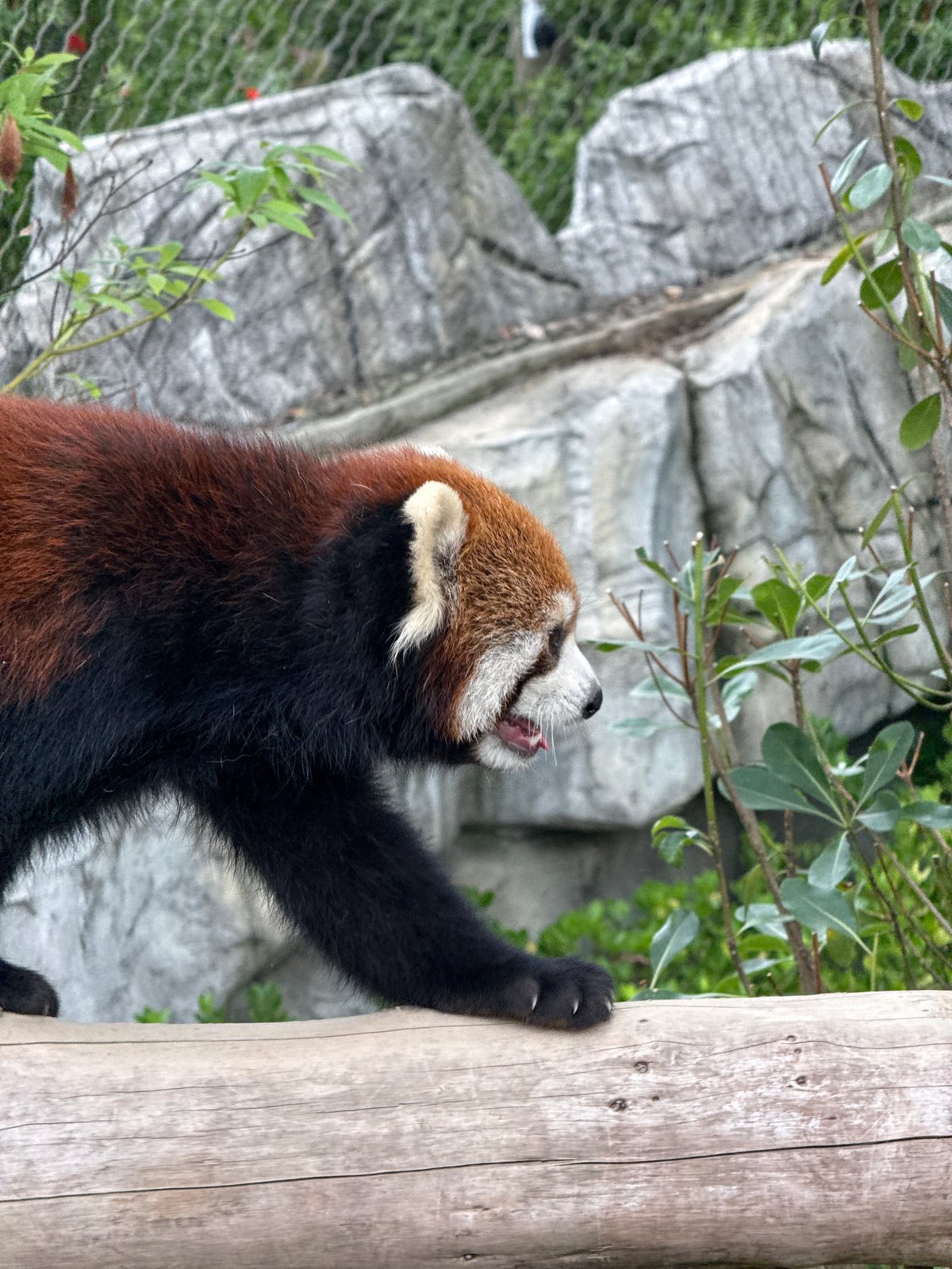 Red pandas play and climb in Chenghua District enclosure