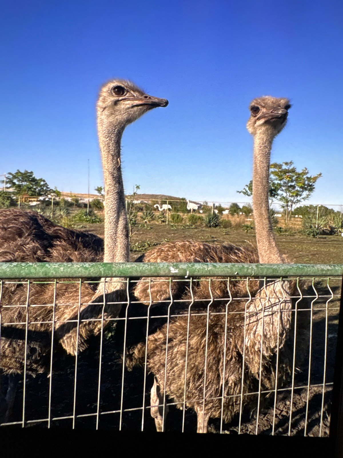 A morning roam through Nesebar: animals, old town, and local color