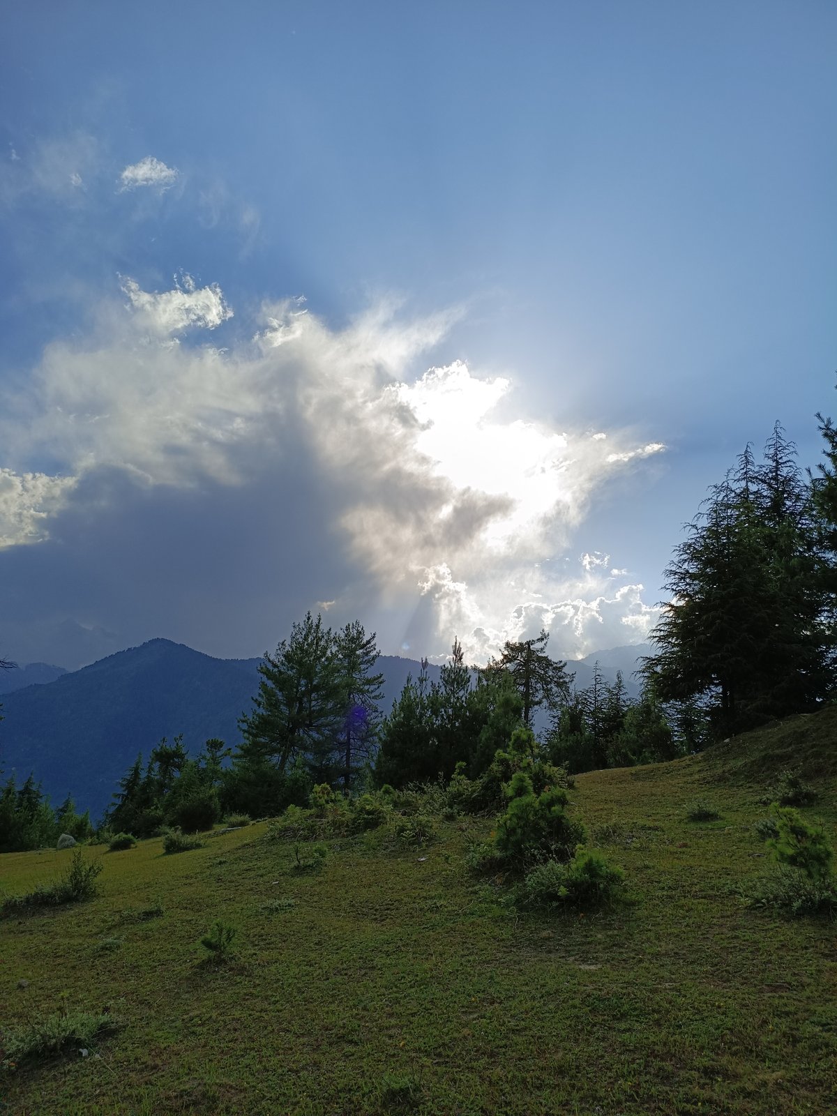 Lush hillside and pine terrain in Damadi, India