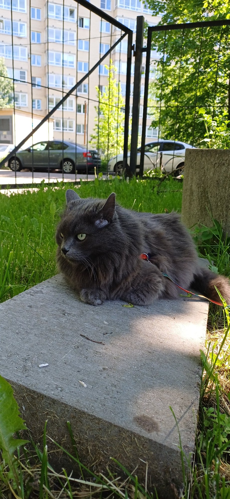 Grey cat in harness spotted among buttercups in Saint Petersburg